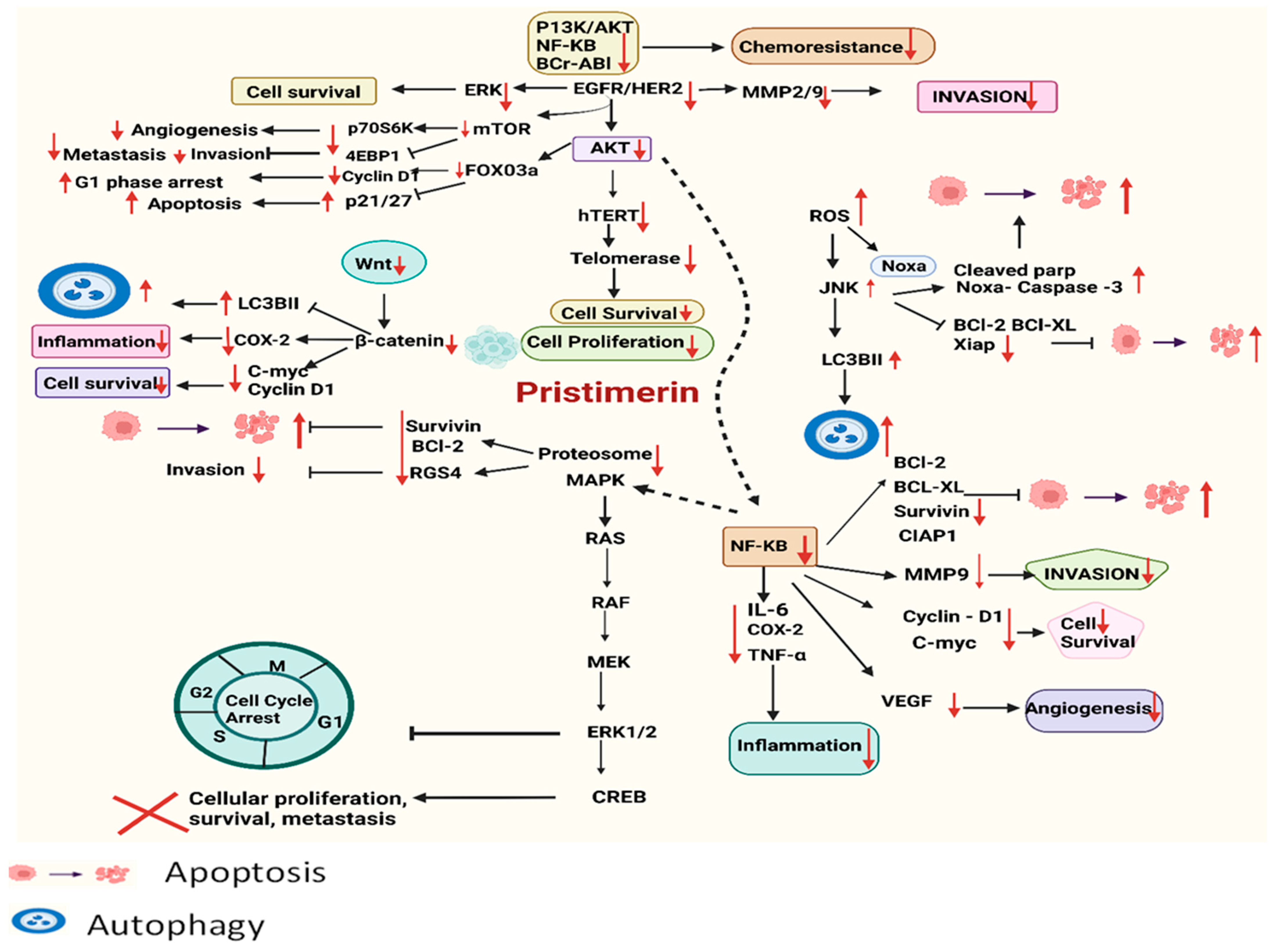 Pharmaceuticals 17 00578 g002
