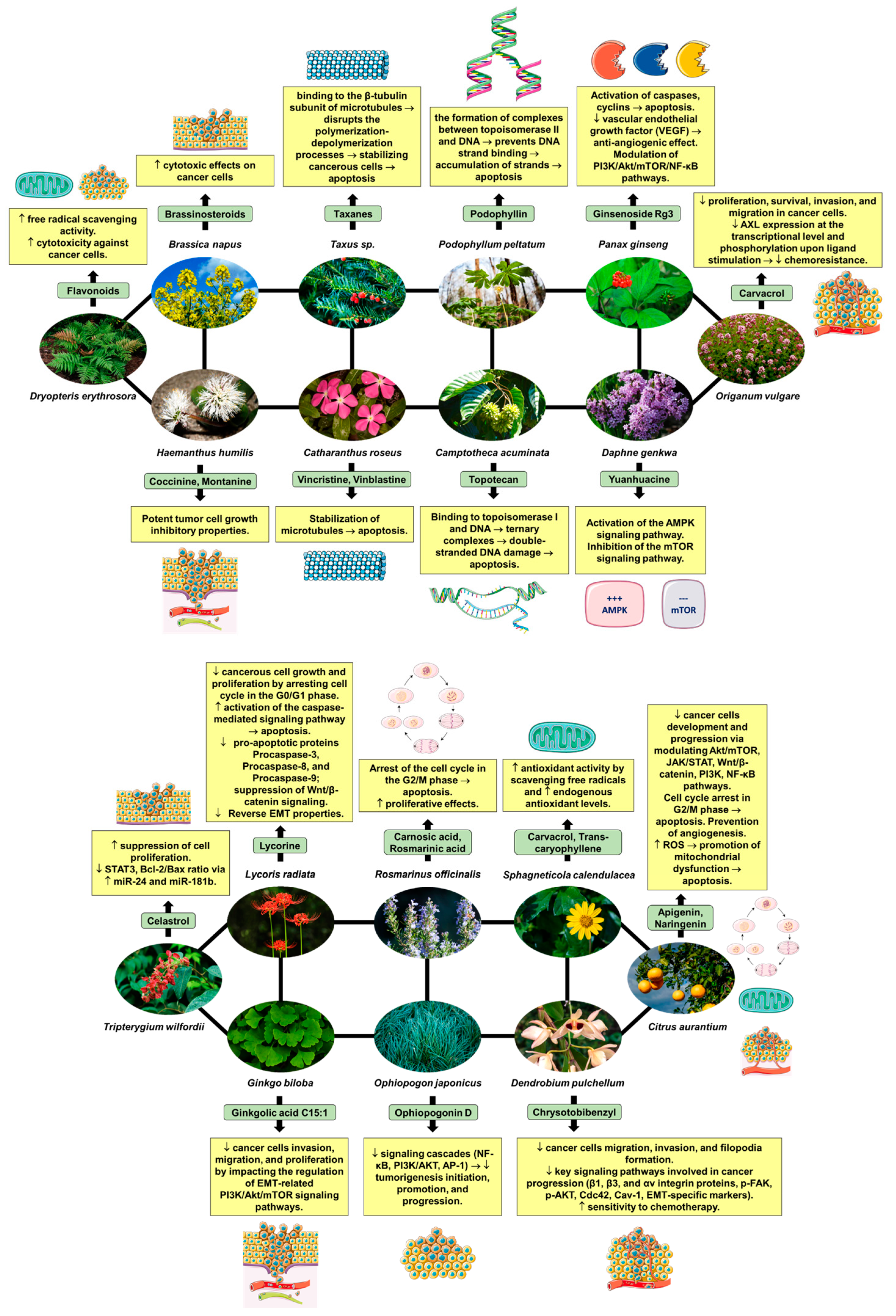 Pharmaceuticals 17 00598 g001