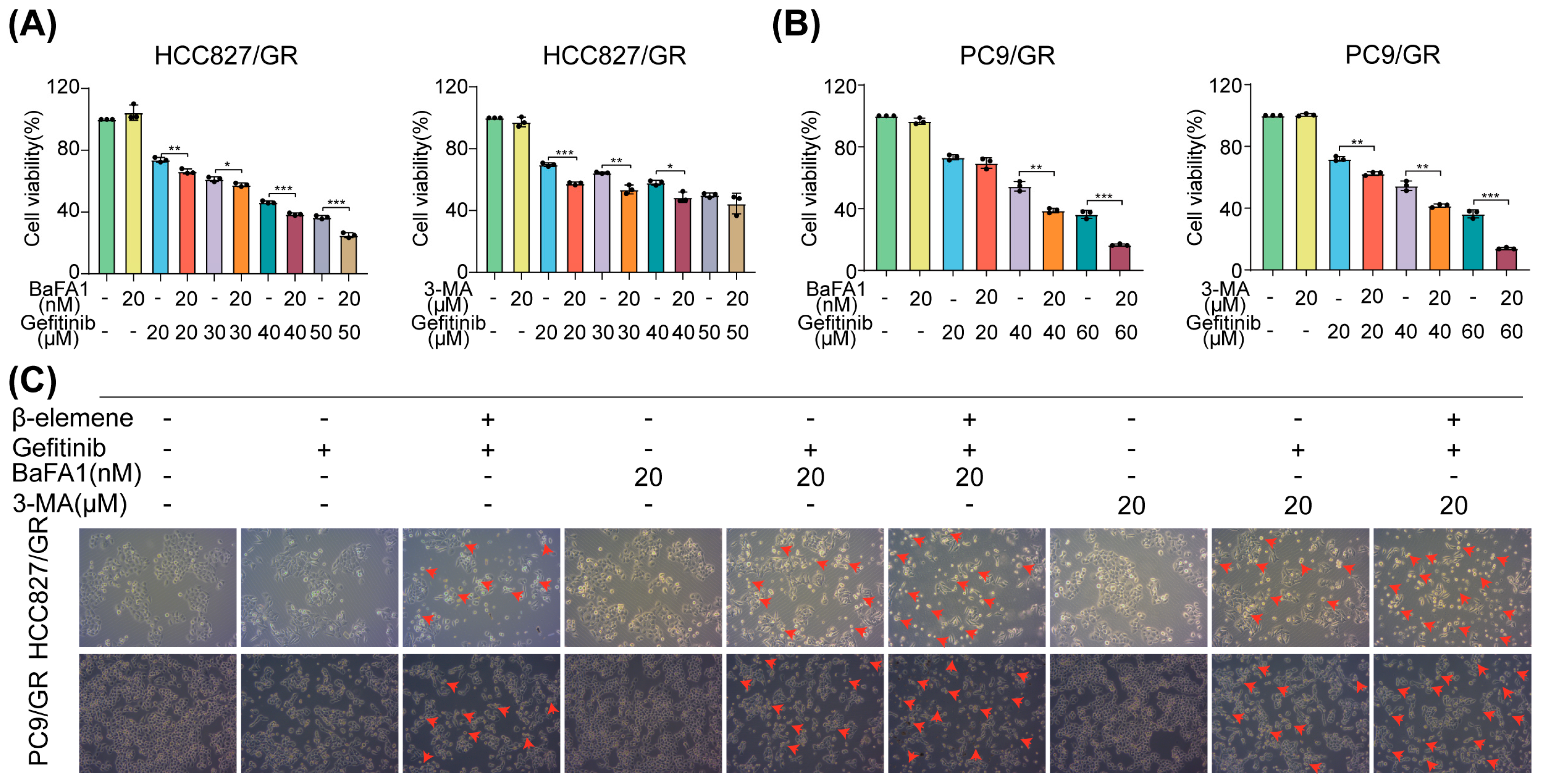 Pharmaceuticals 17 00626 g004a