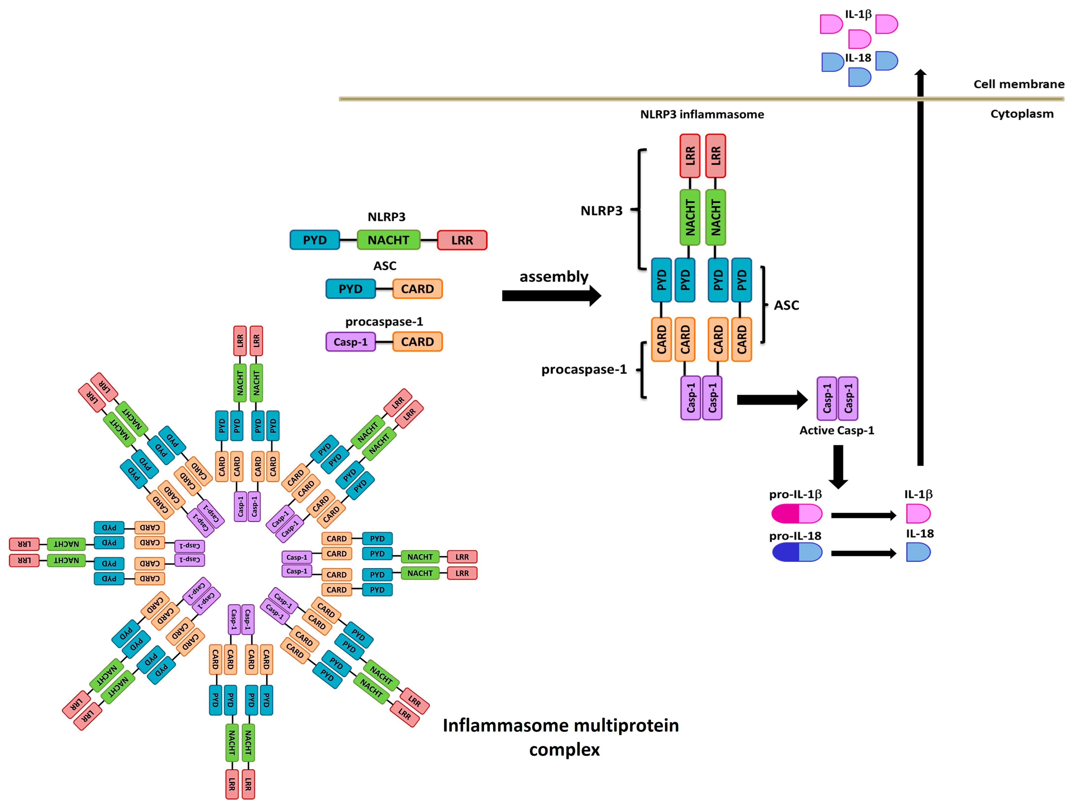 Pharmaceuticals 17 00647 g001