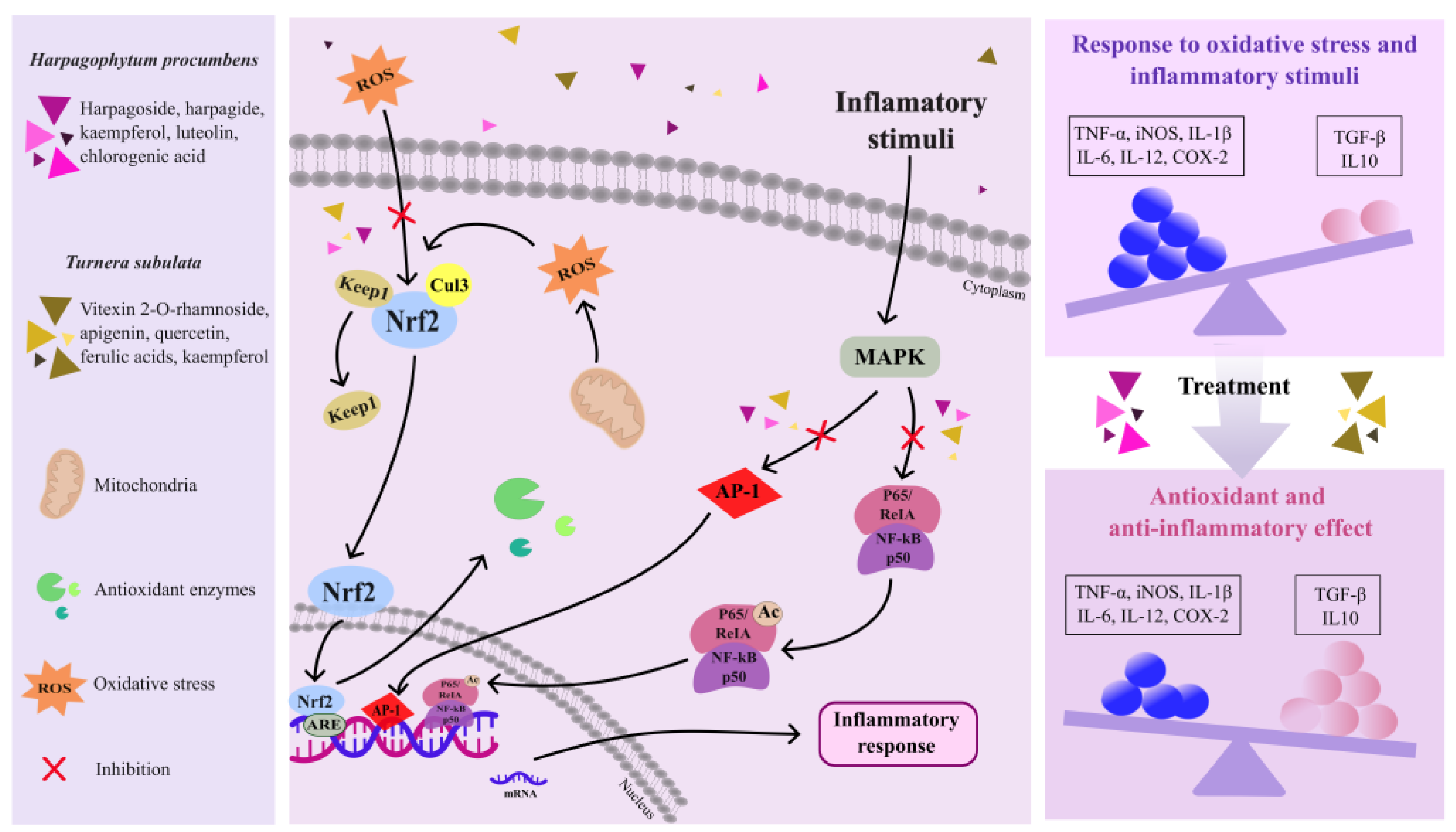 Pharmaceuticals 17 00660 g004