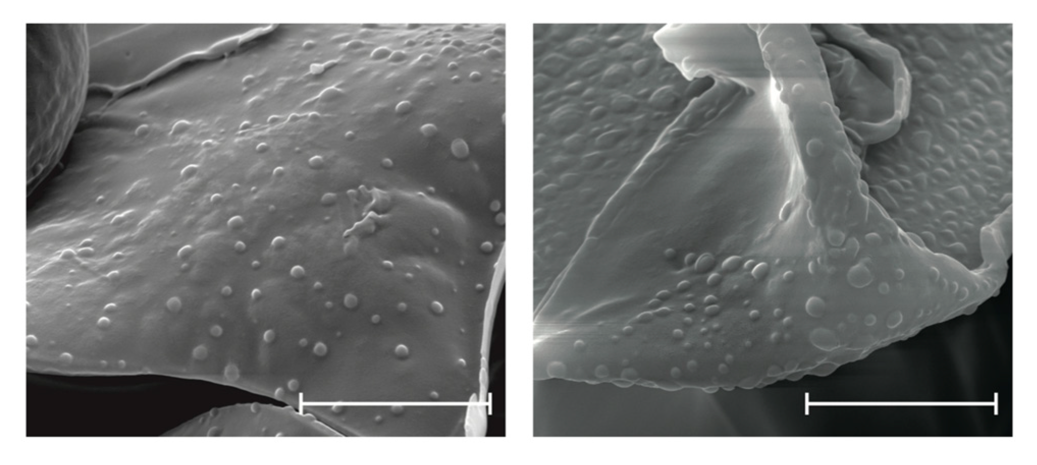 Pharmaceutics 11 00103 g001