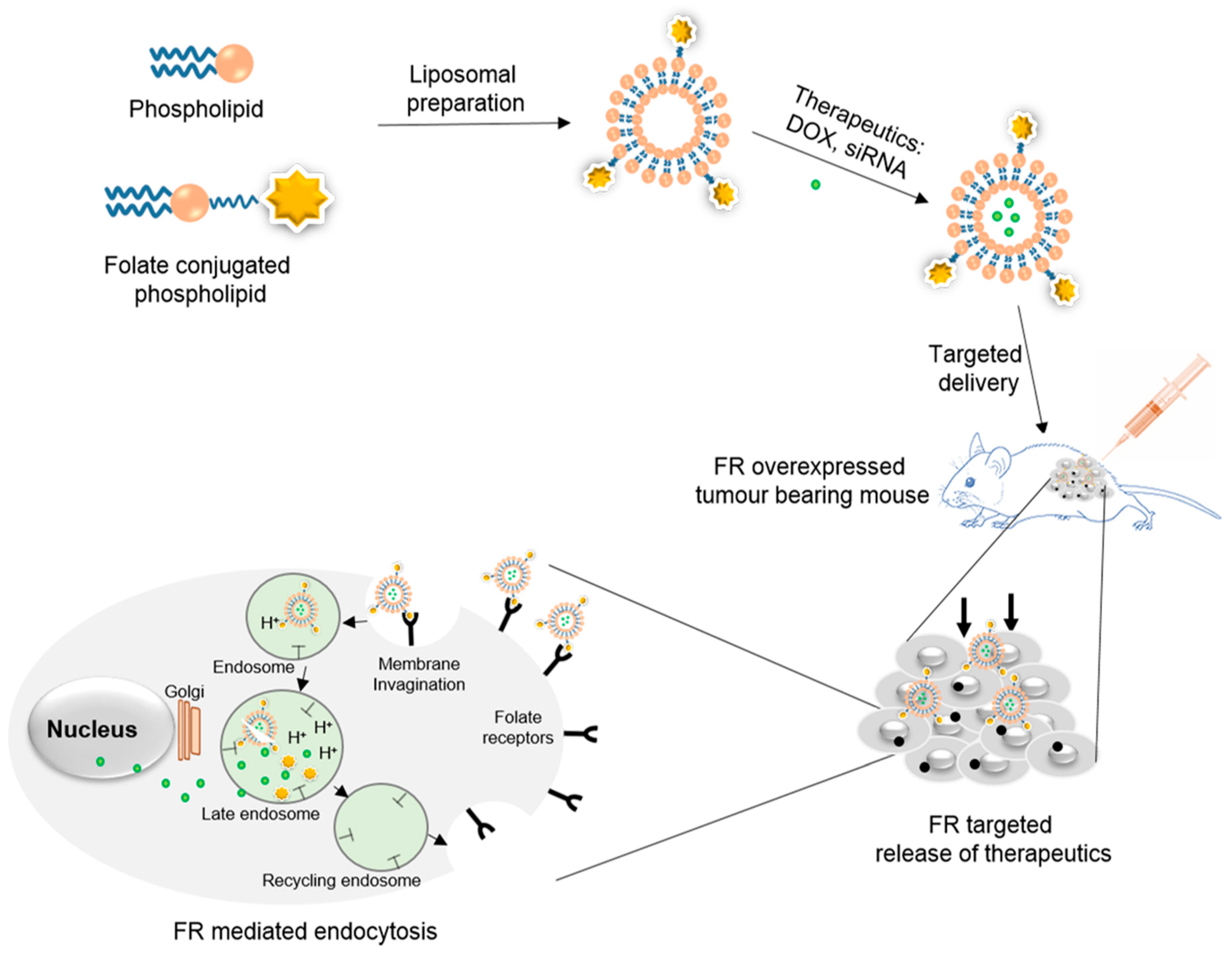 Pharmaceutics 11 00381 g001