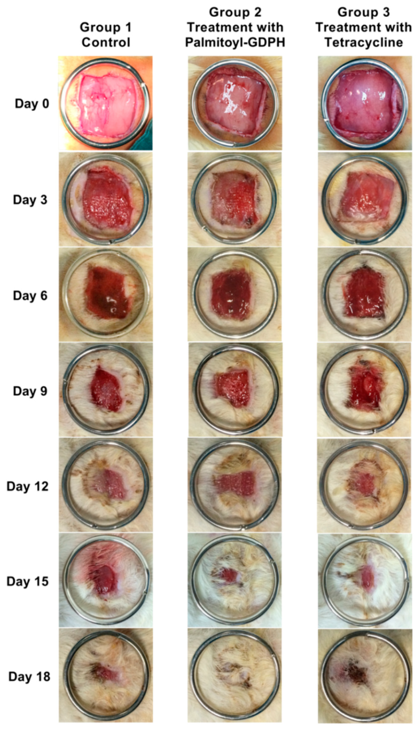 Pharmaceutics 13 00193 g003
