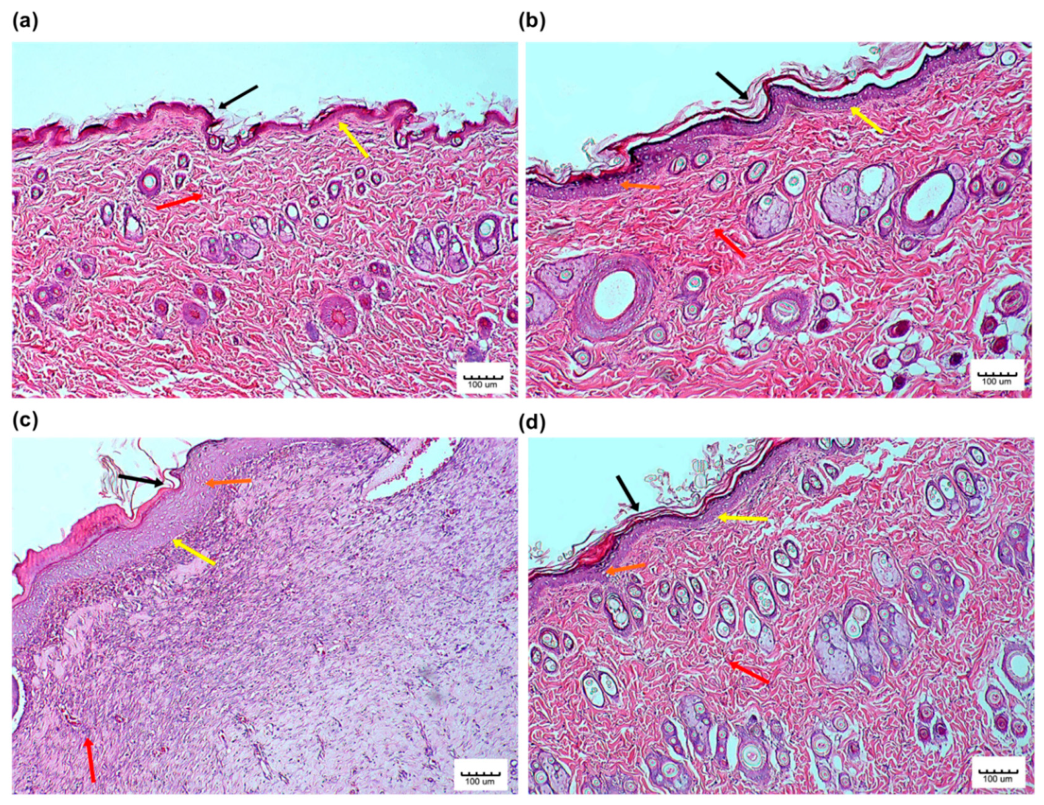 Pharmaceutics 13 00193 g007