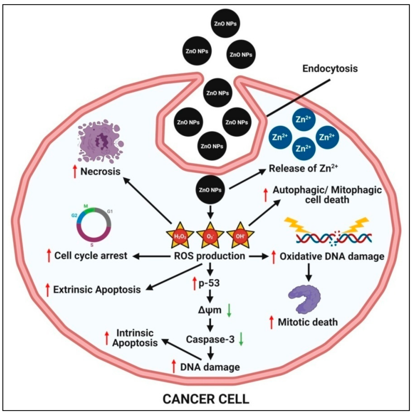 Pharmaceutics 13 01662 g005