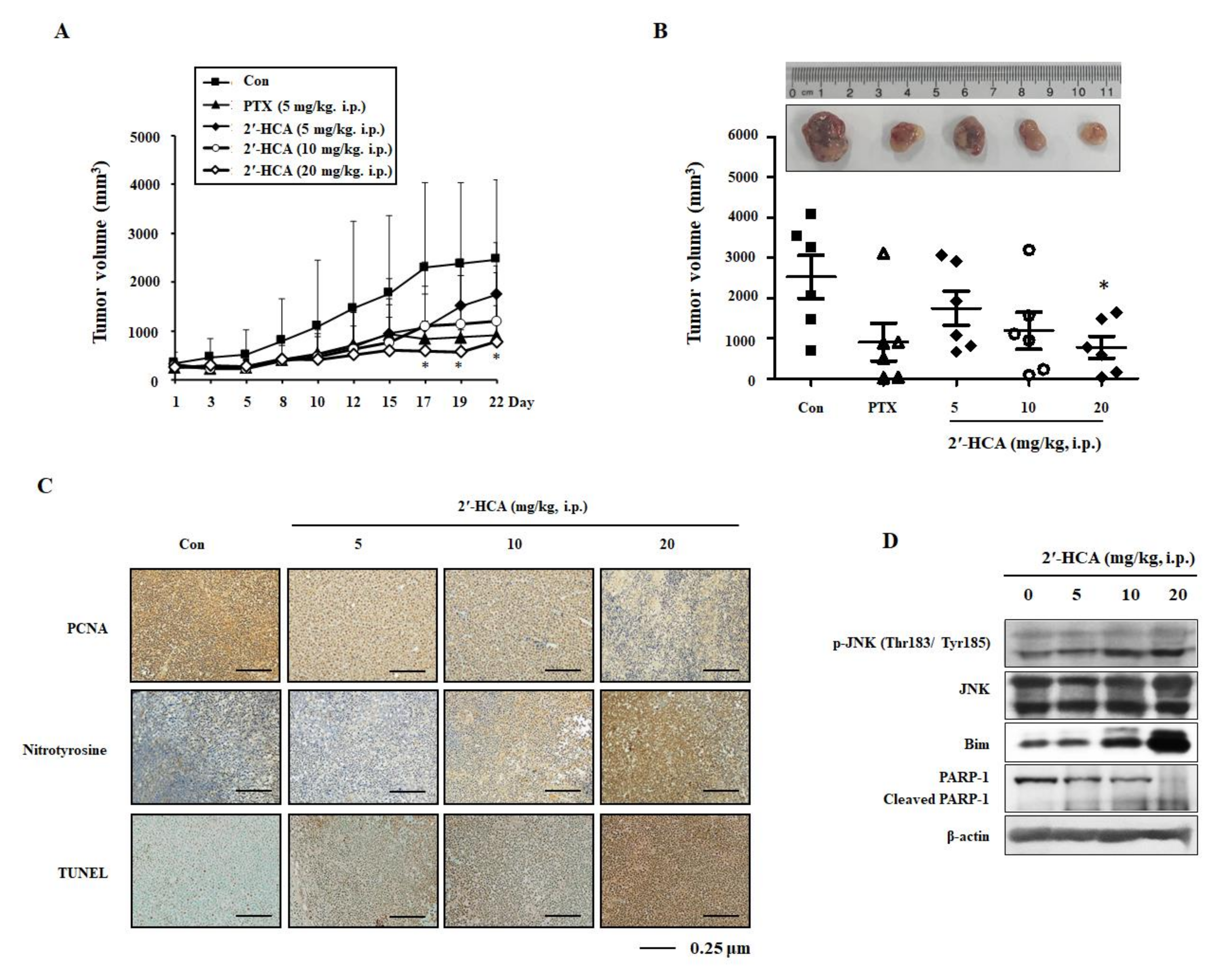 Pharmaceutics 13 01794 g008