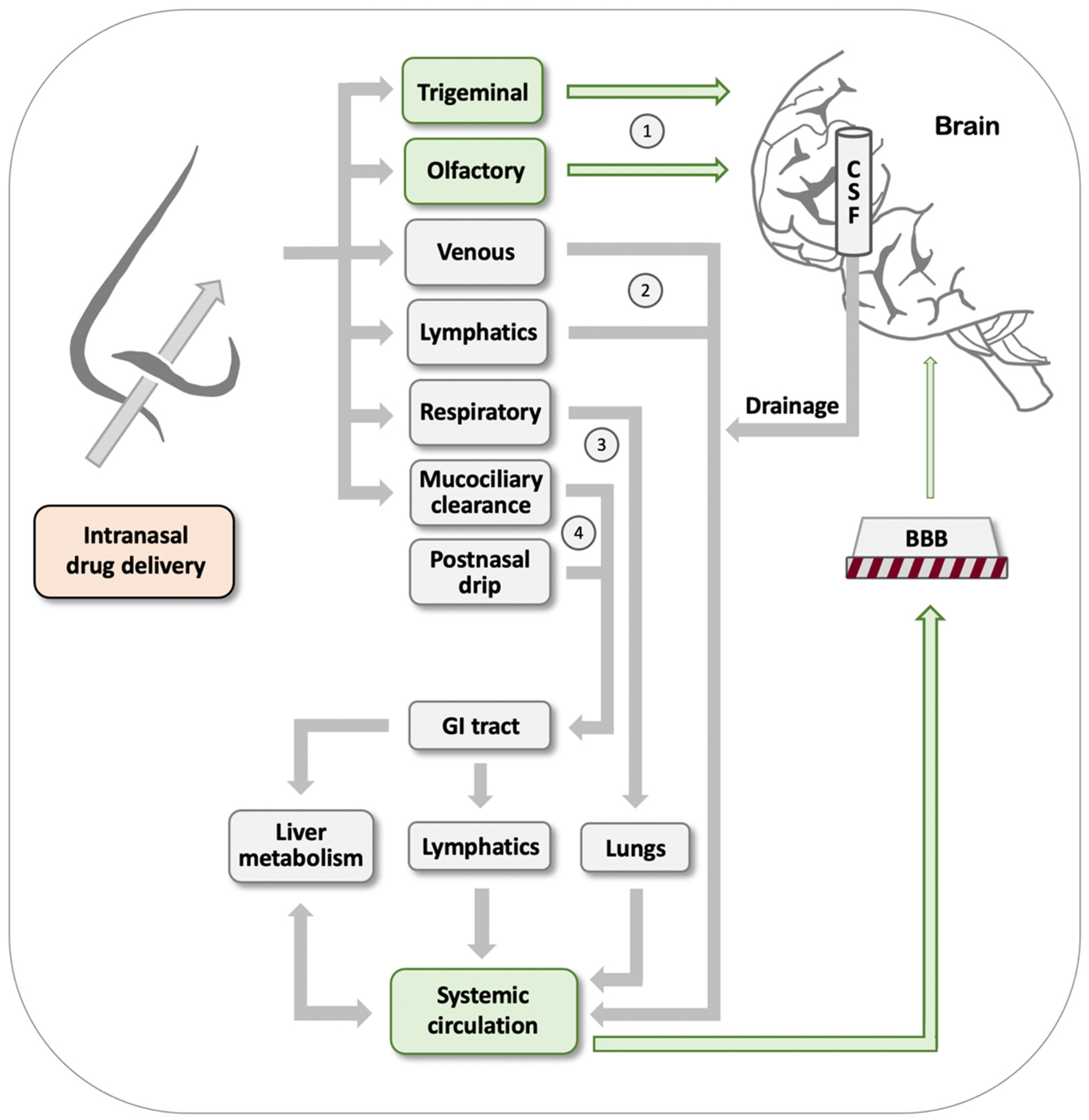 Pharmaceutics 13 02167 g001