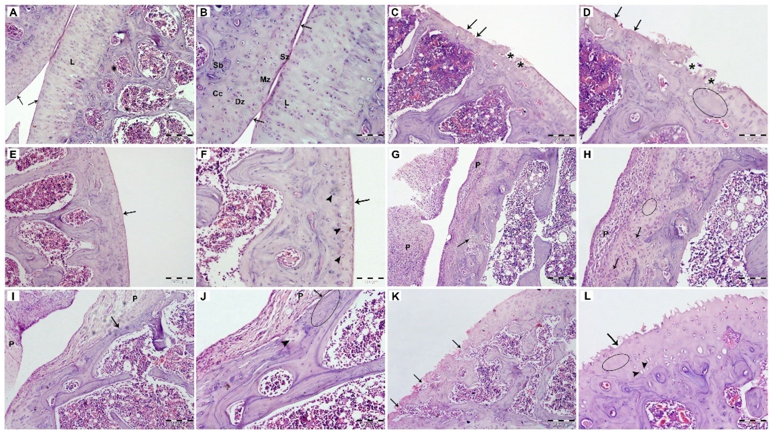 Pharmaceutics 14 00140 g009