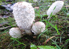 Pharmaceutics 14 00436 i003