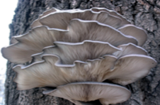 Pharmaceutics 14 00436 i004