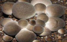 Pharmaceutics 14 00436 i012