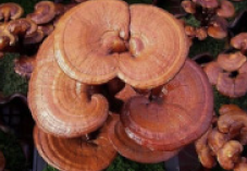 Pharmaceutics 14 00436 i013