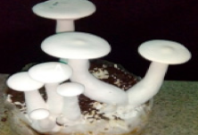 Pharmaceutics 14 00436 i016