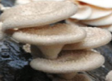 Pharmaceutics 14 00436 i017