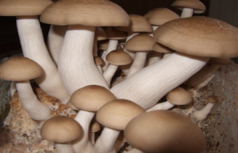 Pharmaceutics 14 00436 i021