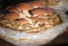 Pharmaceutics 14 00436 i022