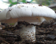 Pharmaceutics 14 00436 i023