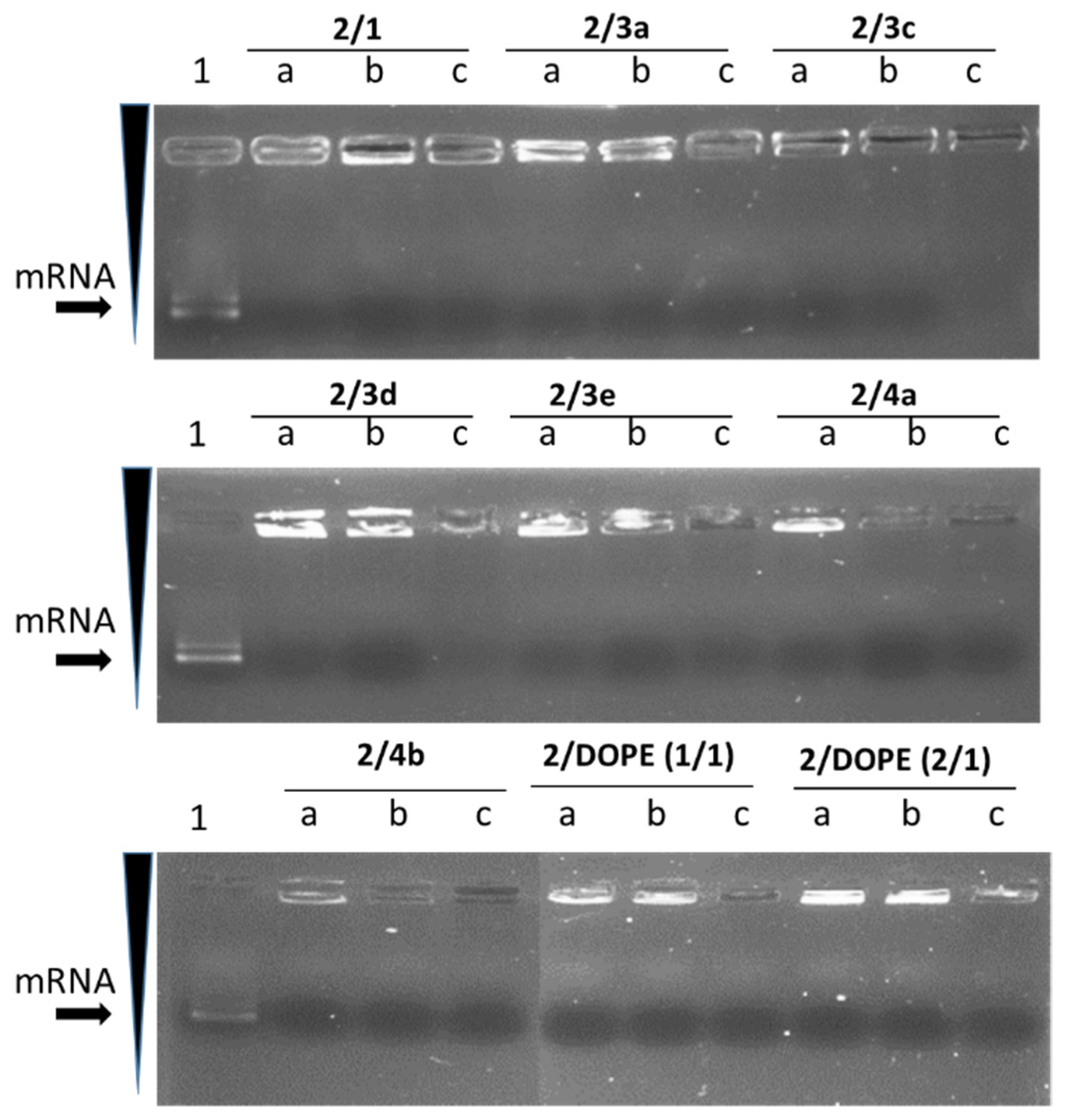 Pharmaceutics 14 00581 g002