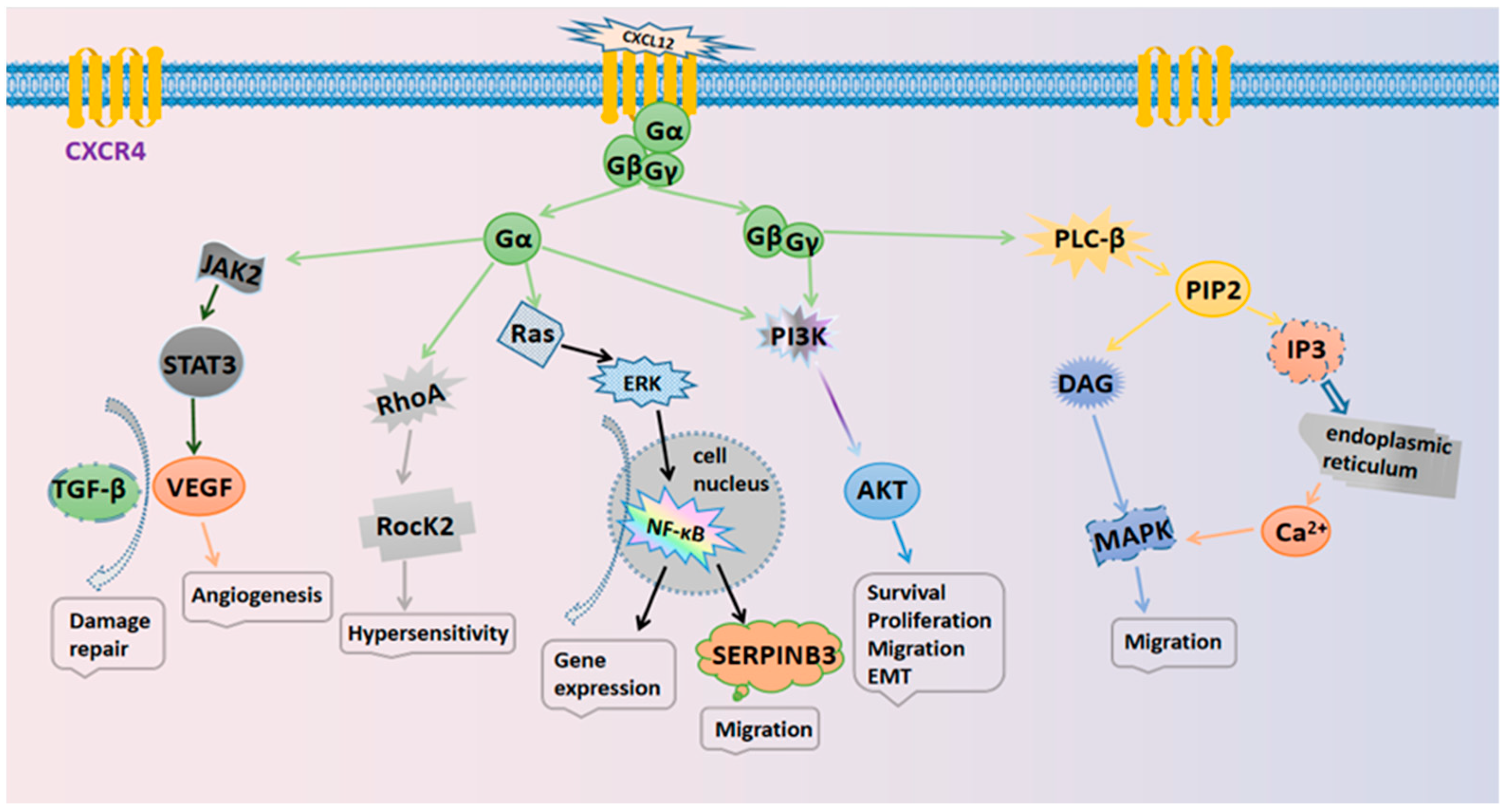 Pharmaceutics Free Full Text Recent Advances In CXCL12 CXCR4