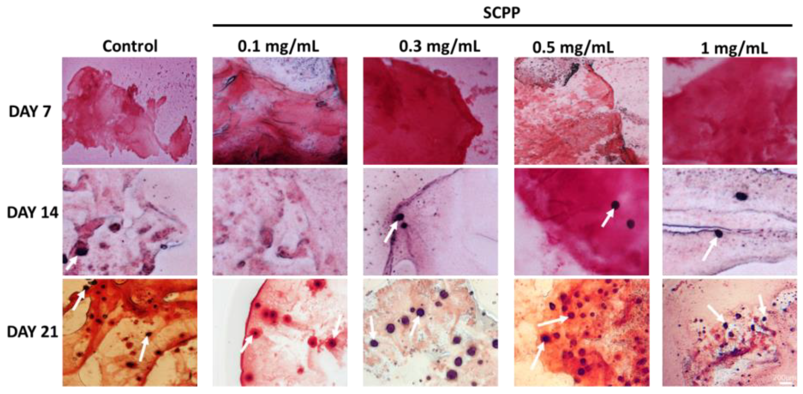 Pharmaceutics 15 00011 g010