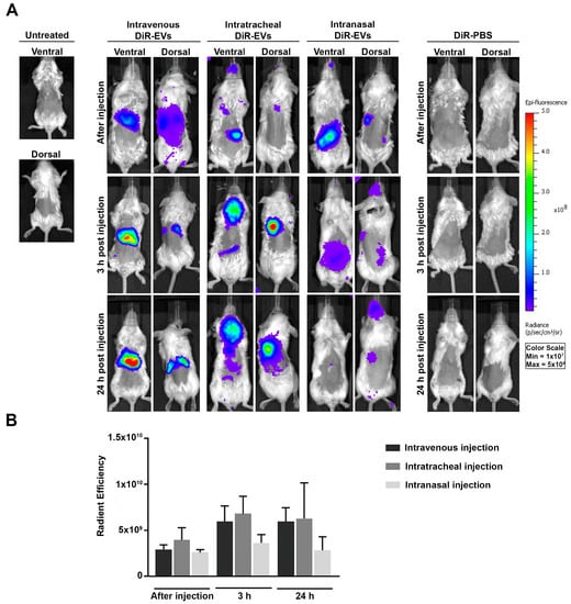 Pharmaceutics Free Full Text Biodistribution Of Intratracheal