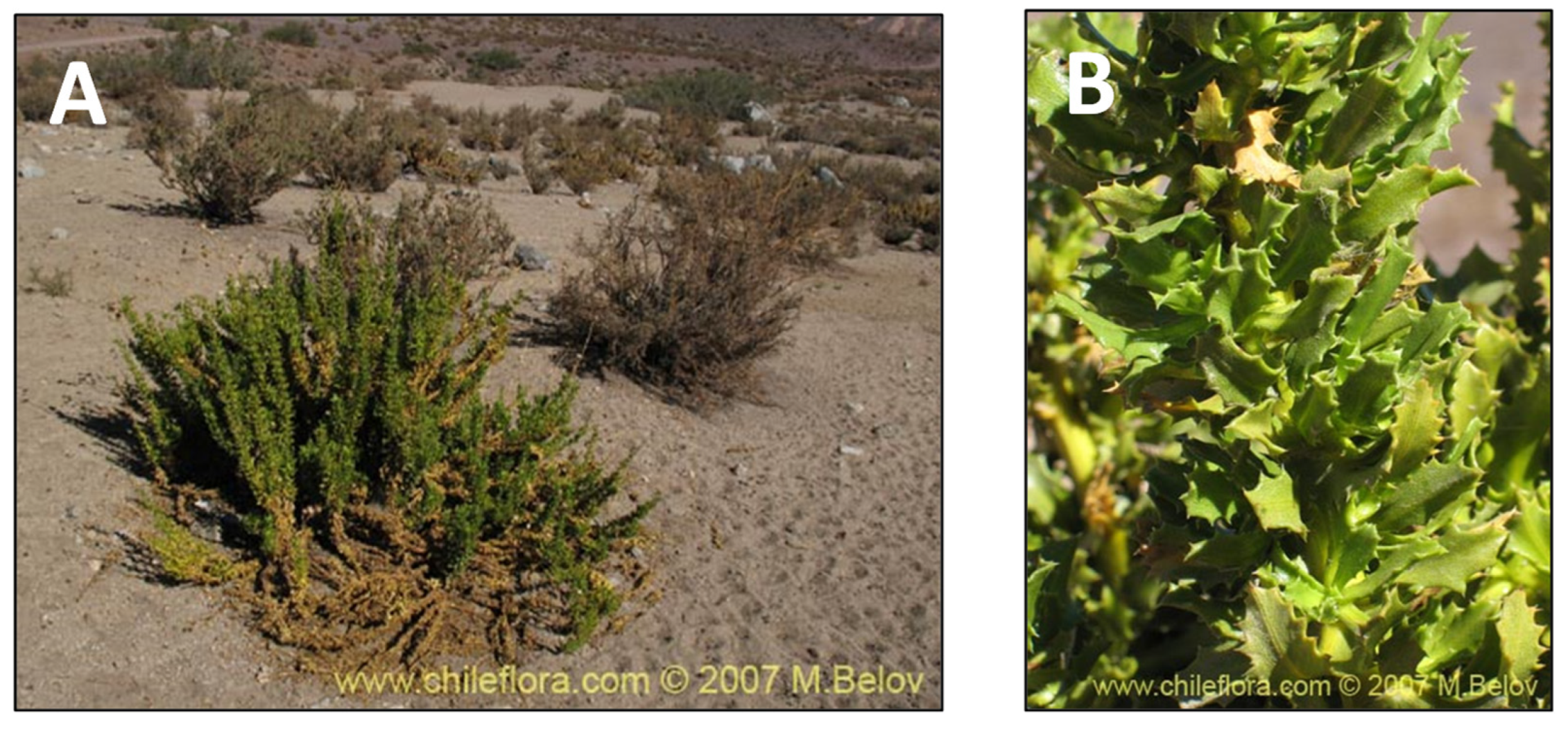 Pharmaceutics 15 00897 g011 Pharmaceutics 15 00897 g011