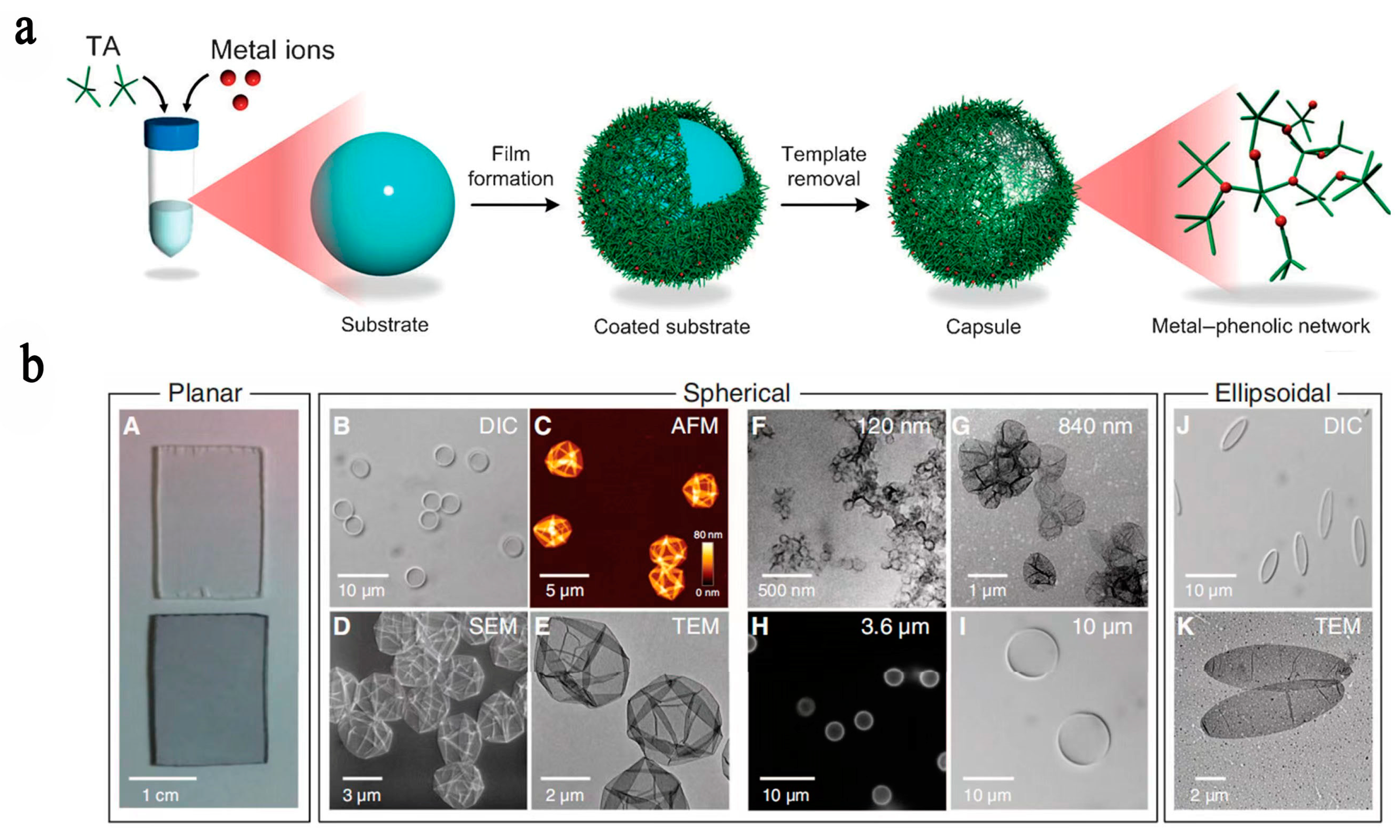 Pharmaceutics 15 01323 g002