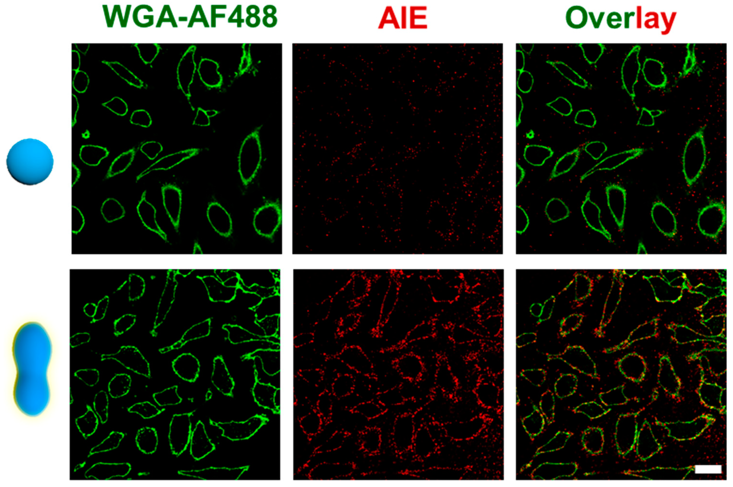 Pharmaceutics 15 01986 g004