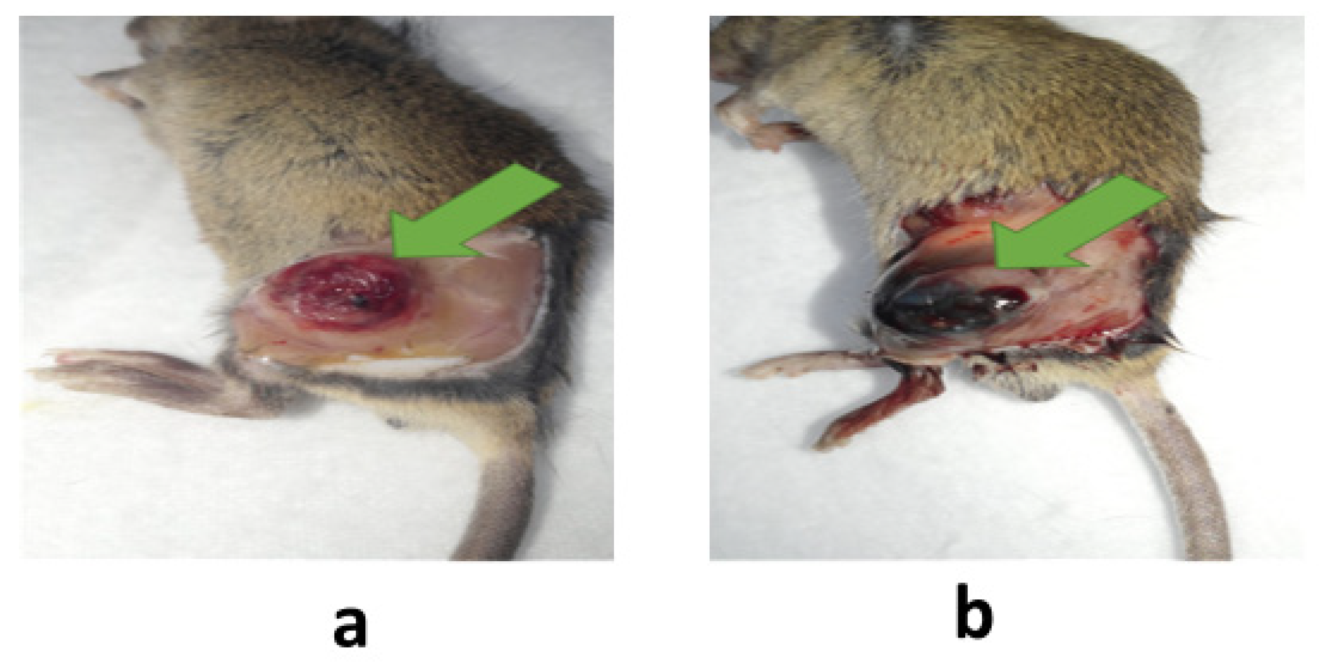 Pharmaceutics 15 02102 g007