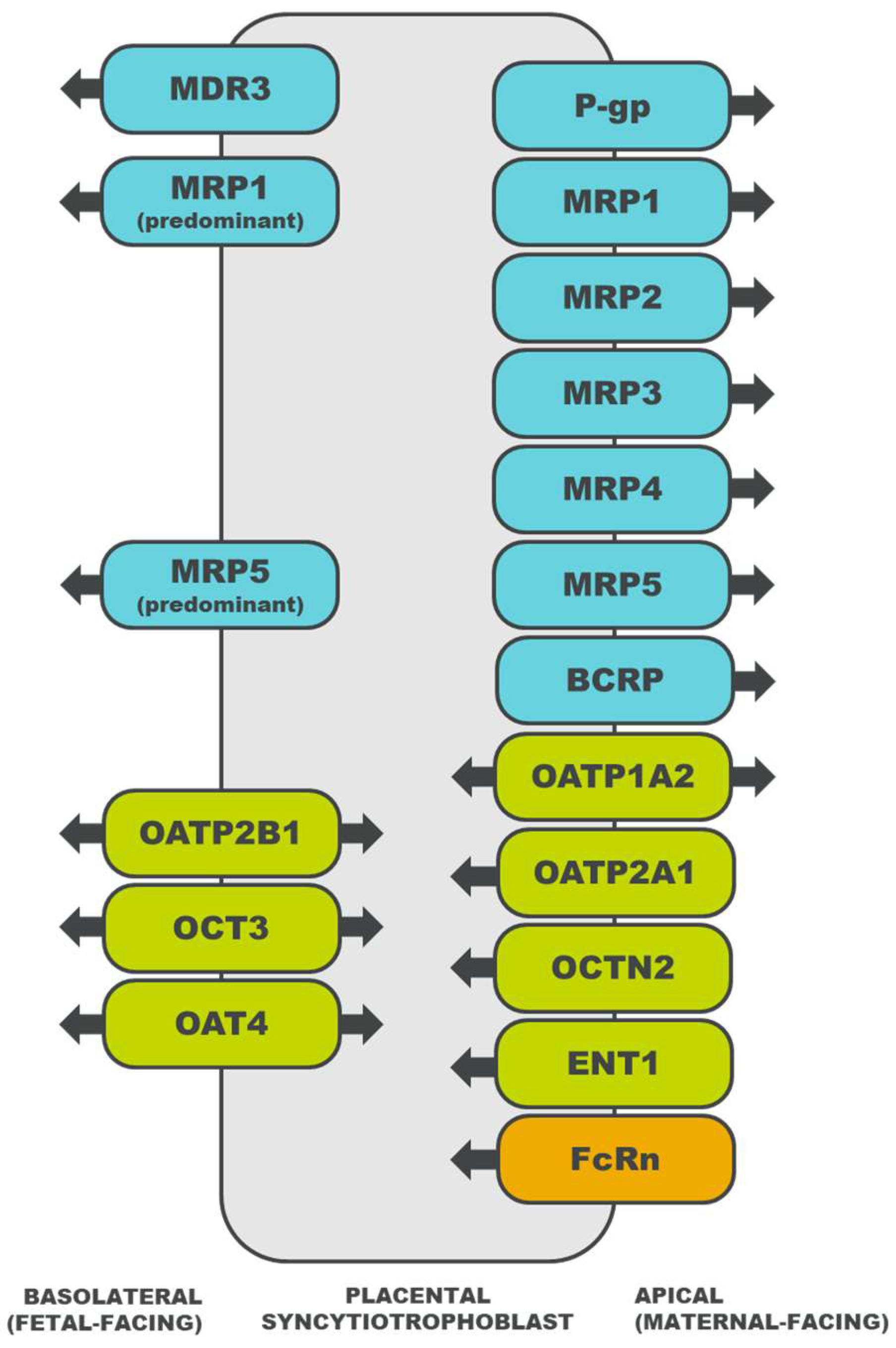 Pharmaceutics 15 02624 g001