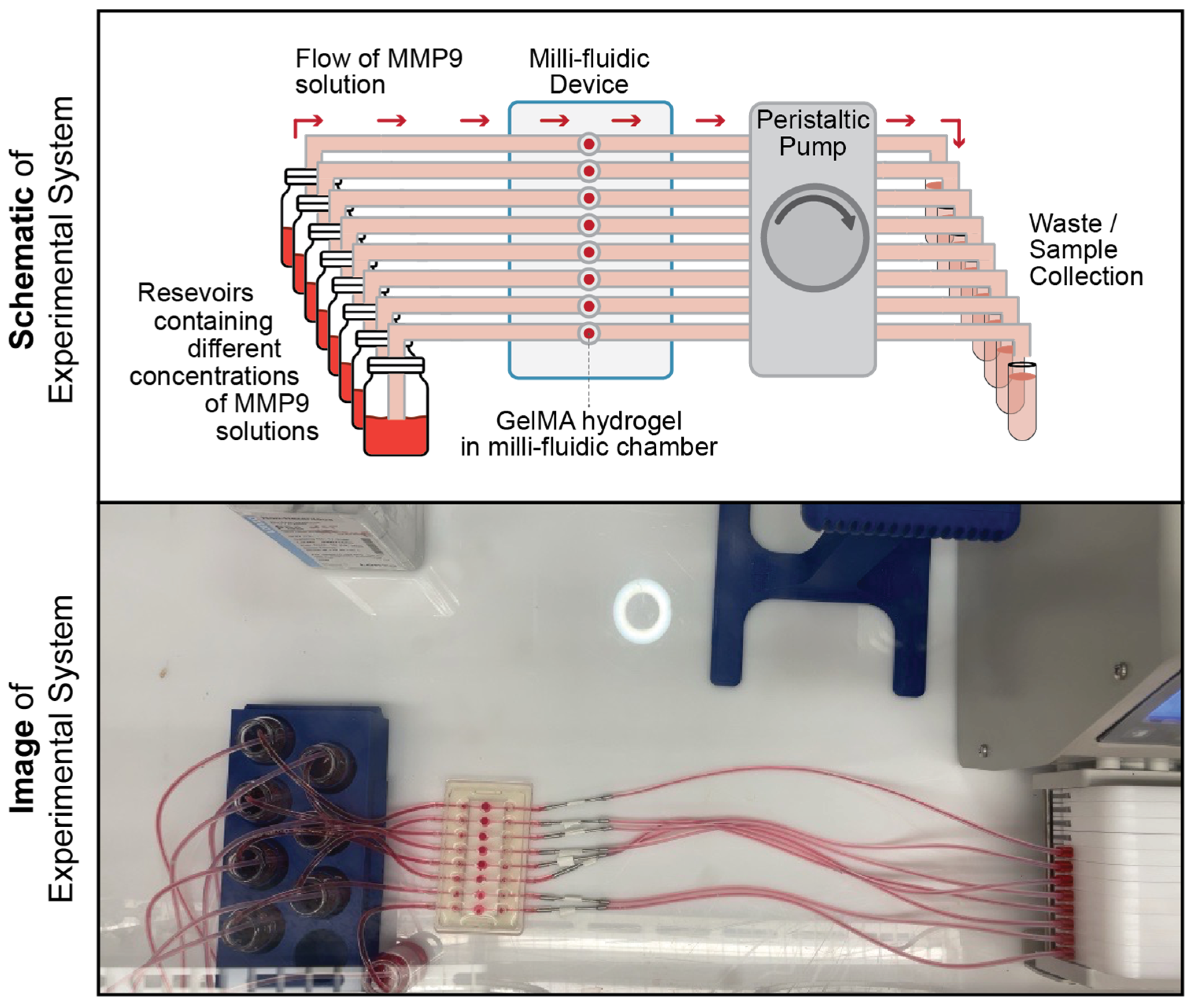 Pharmaceutics 15 02625 g001