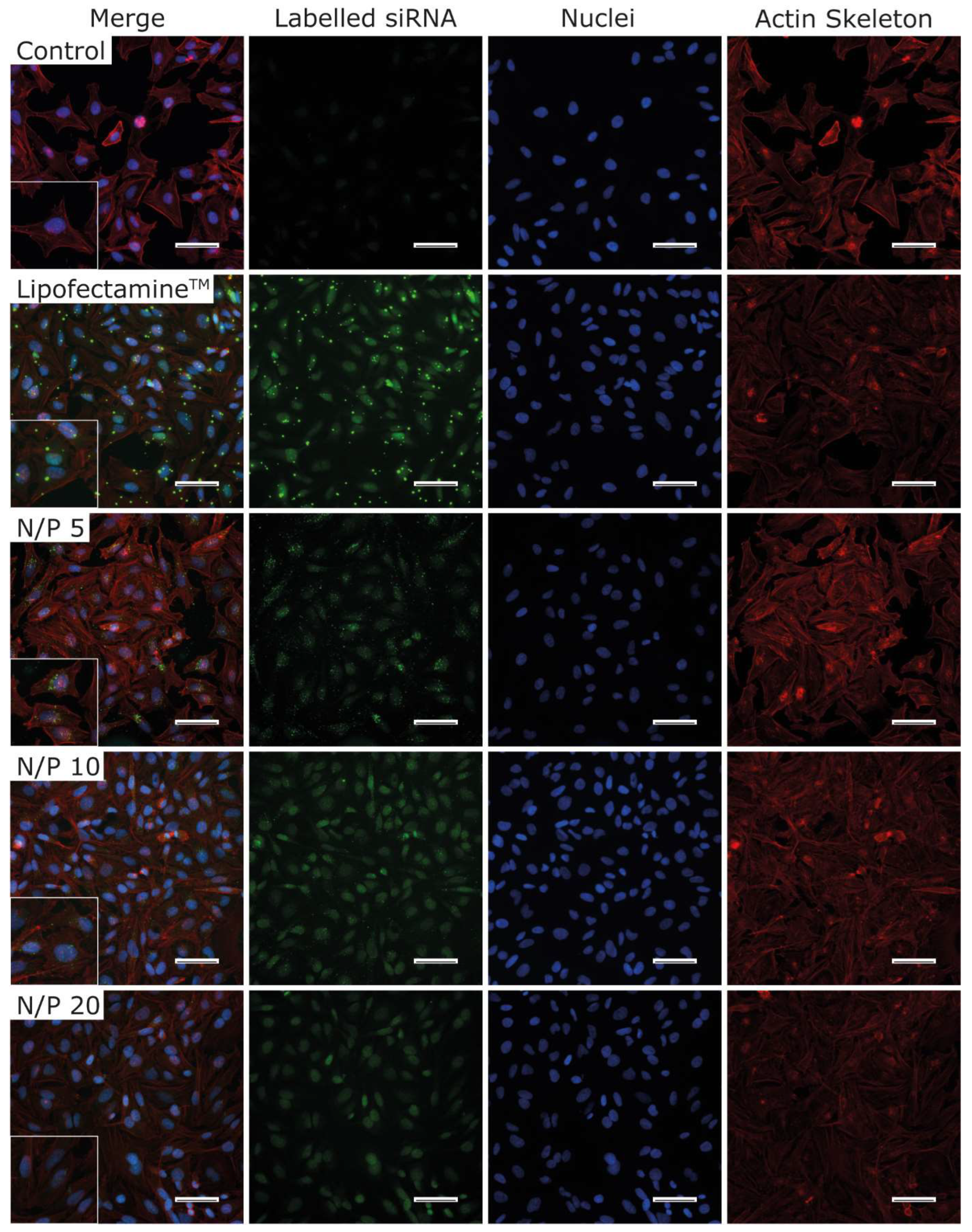Pharmaceutics 15 02659 g011