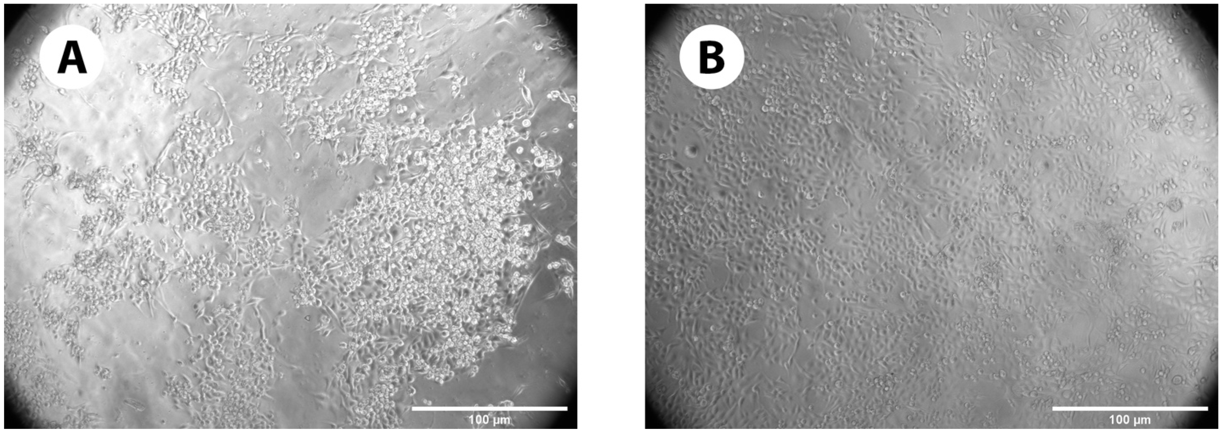 Pharmaceutics 16 00026 g006