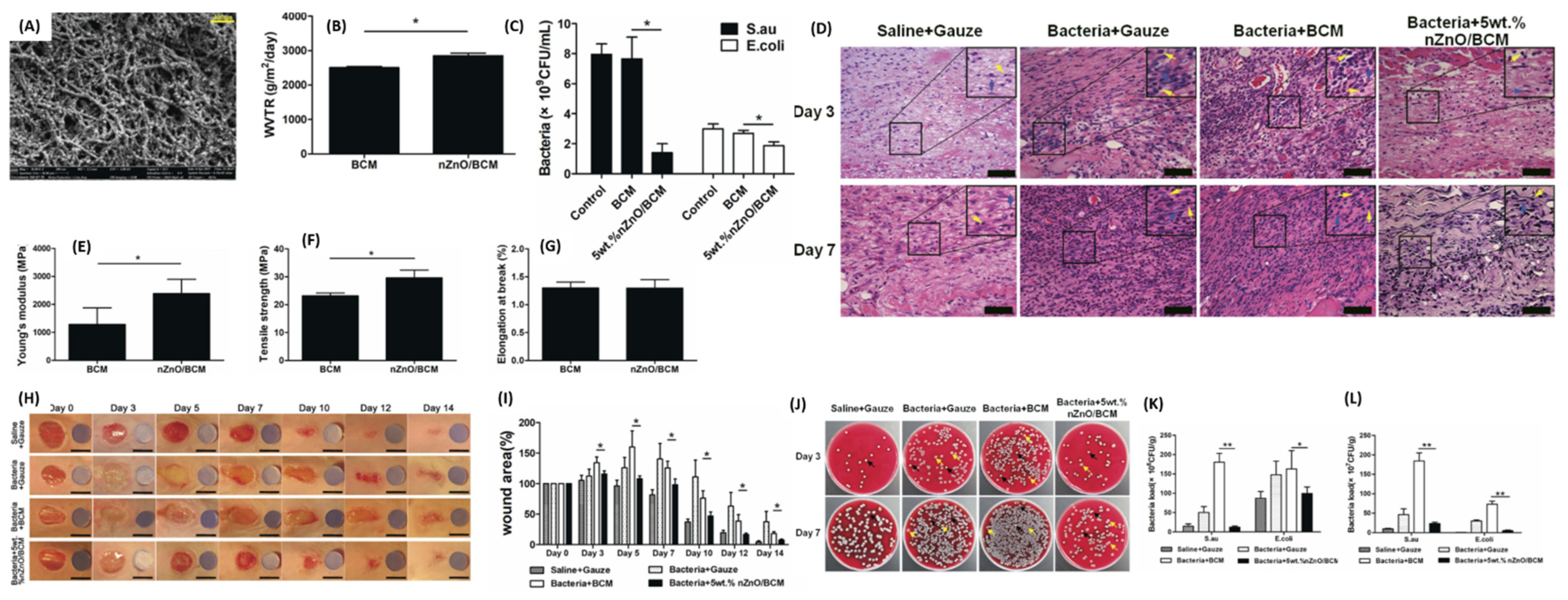 Pharmaceutics 16 00155 g006