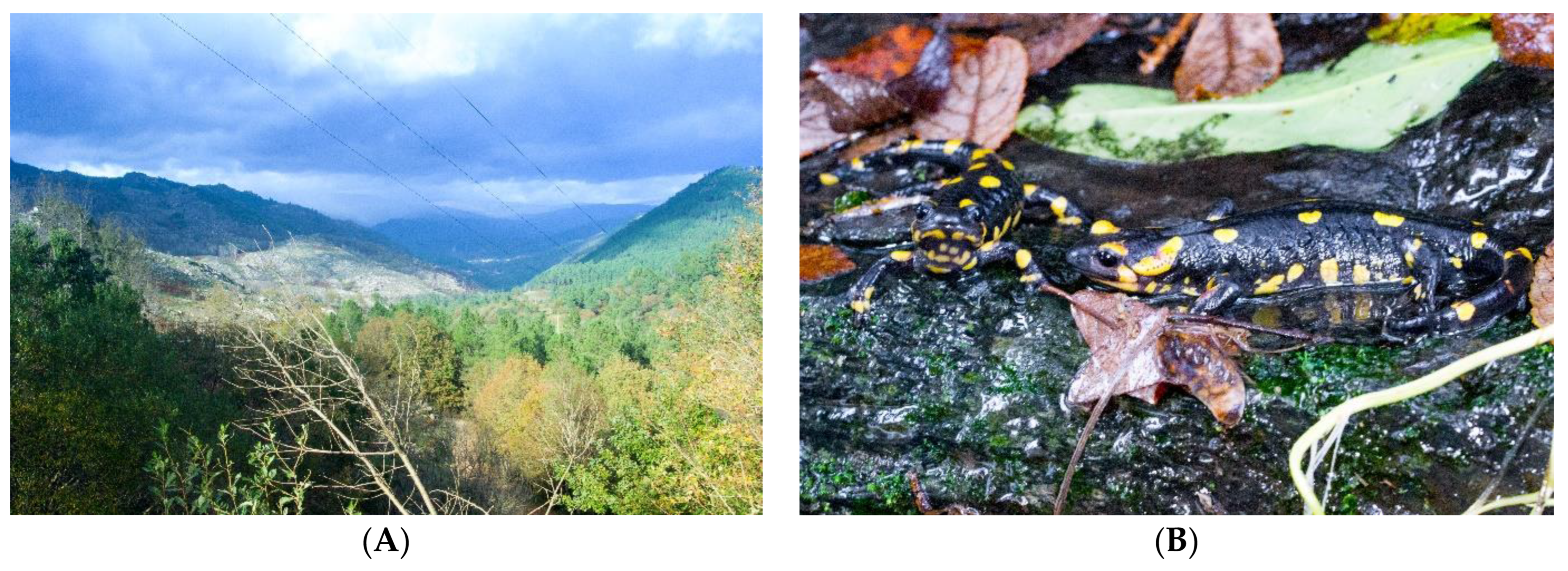 Pharmaceutics 16 00190 g001