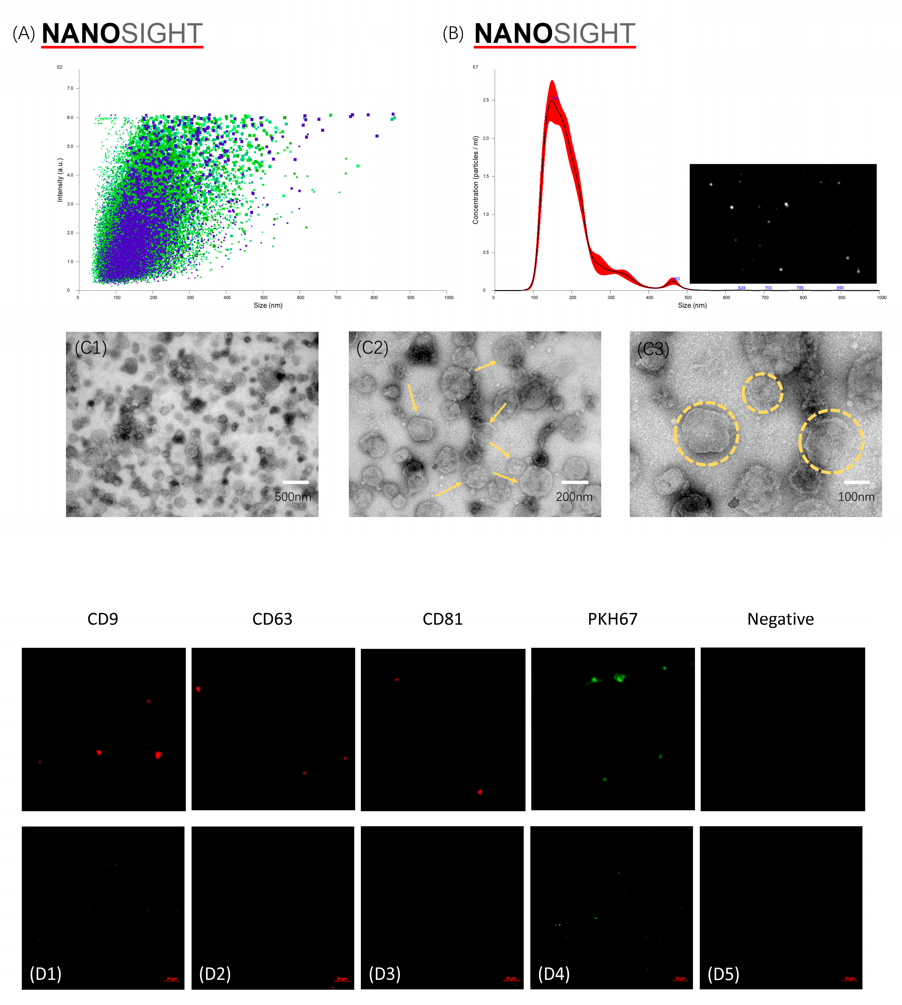 Pharmaceutics 16 00279 g002