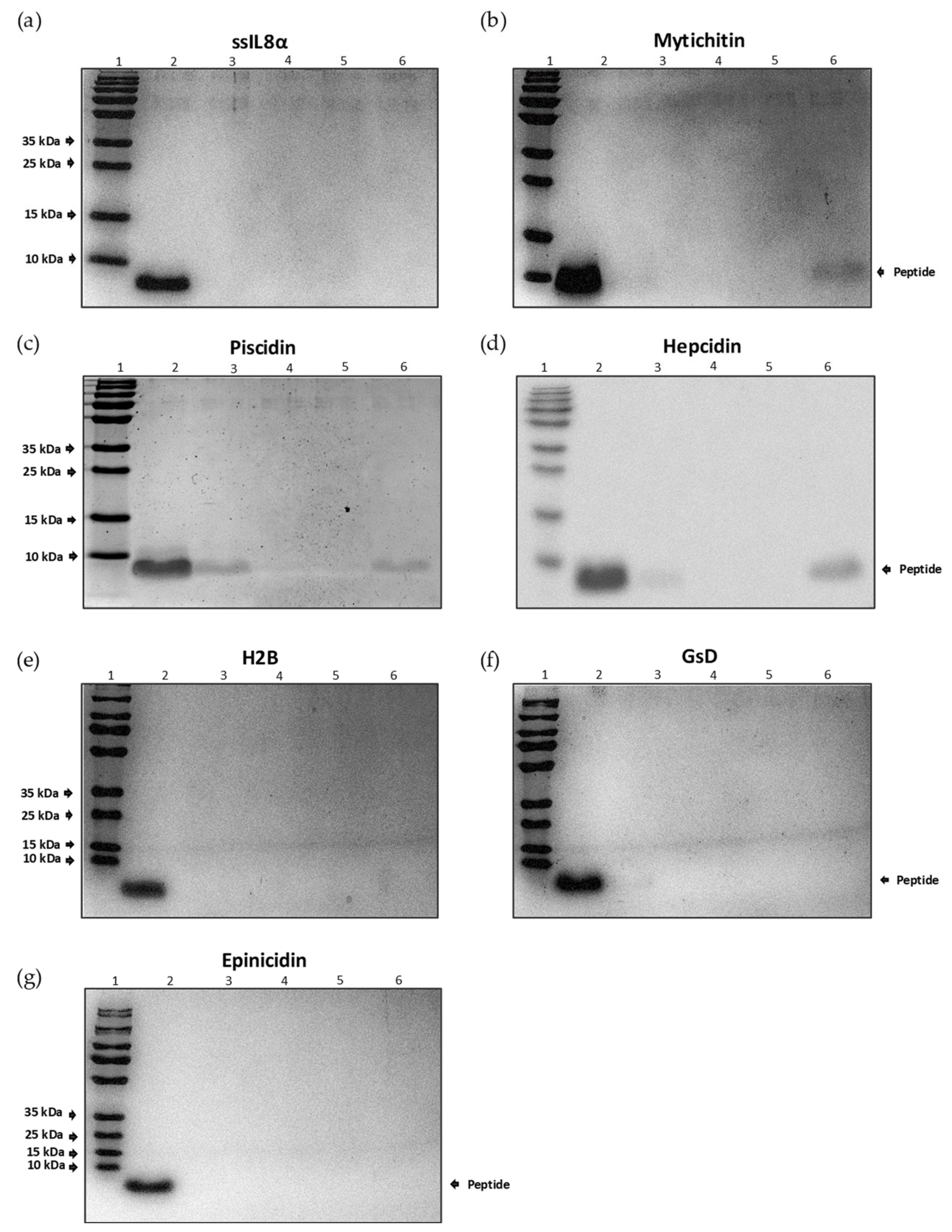 Pharmaceutics 16 00378 g001