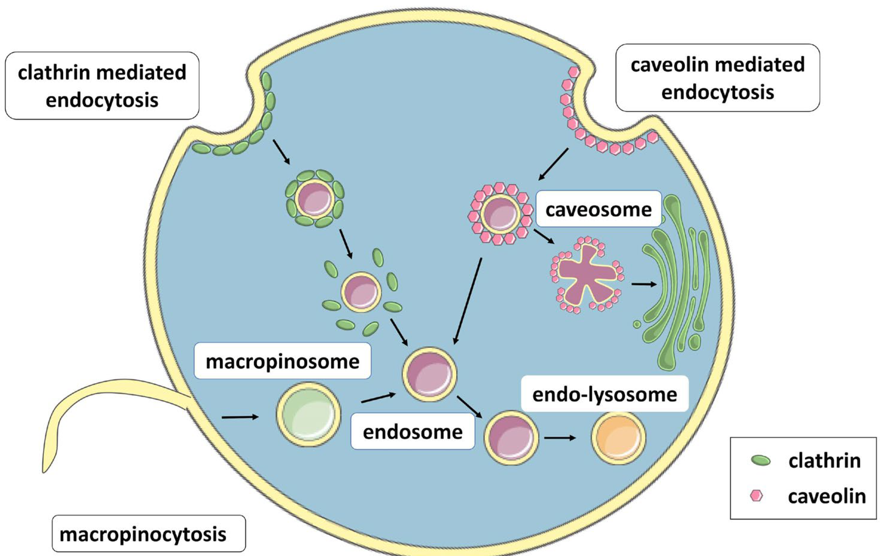 Pharmaceutics 16 00439 g004