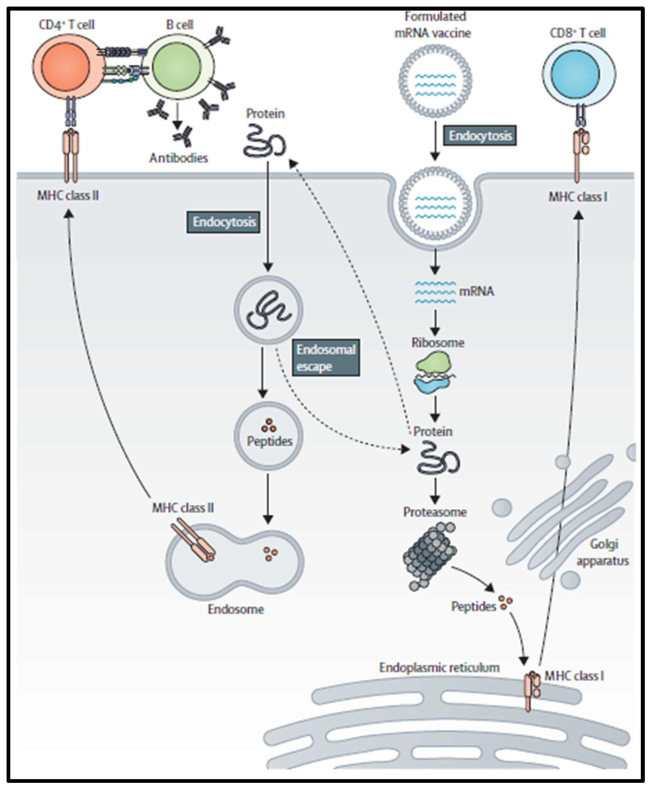 Pharmaceutics 16 00455 g001