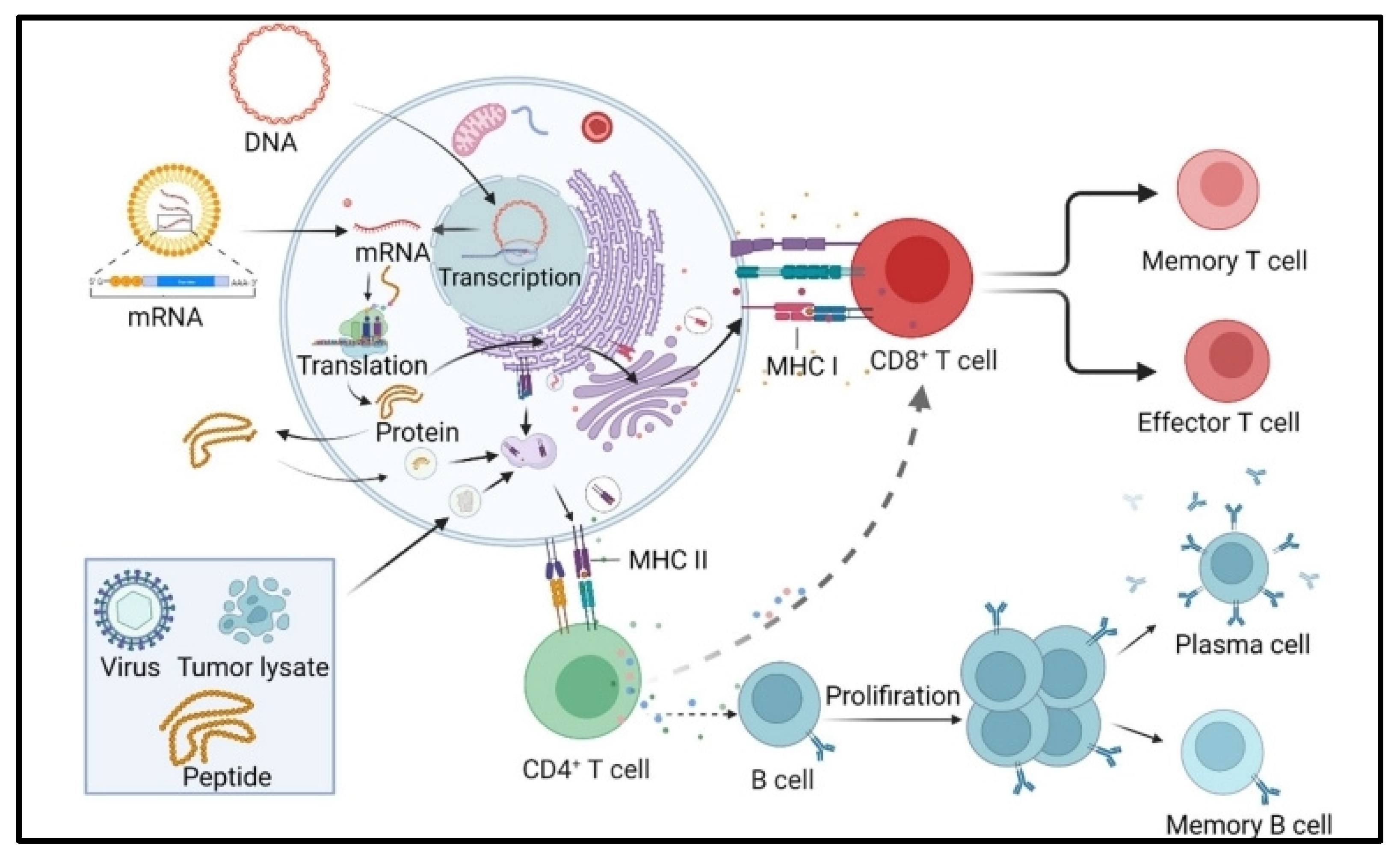 Pharmaceutics 16 00455 g003