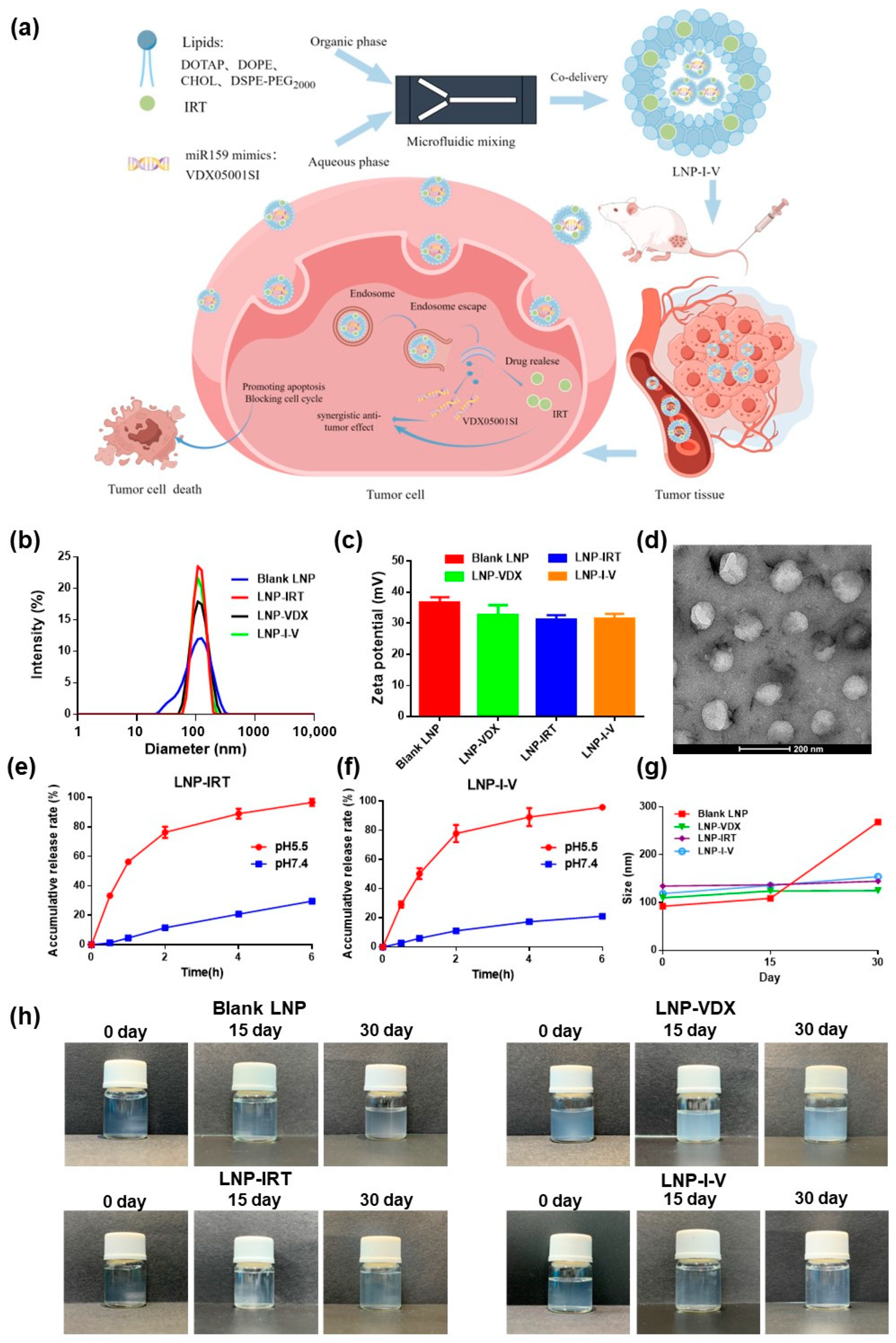 Pharmaceutics 16 00570 g001