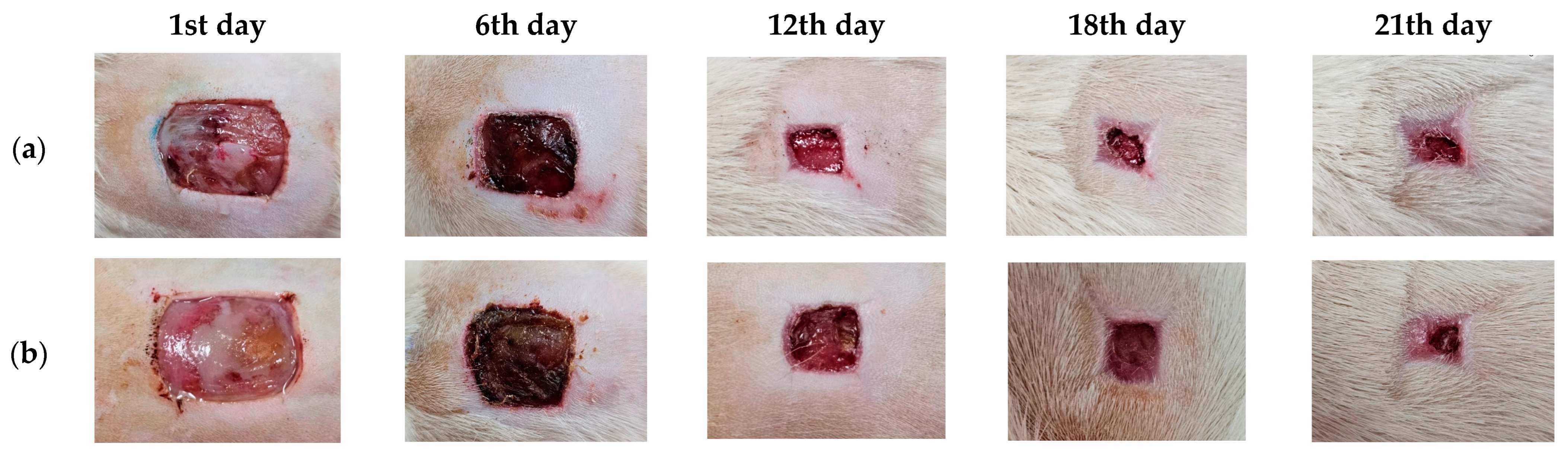 Pharmaceutics 16 00573 g009a