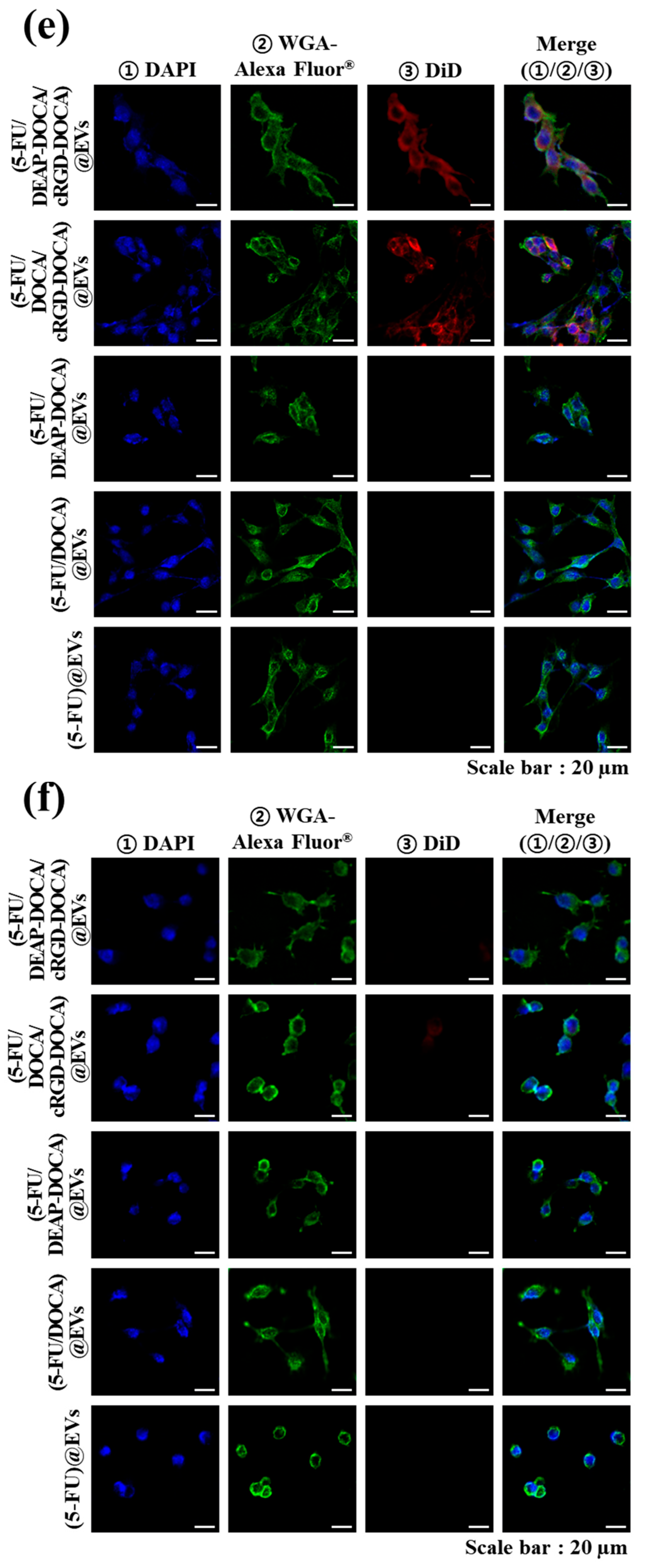 Pharmaceutics 16 00599 g005b