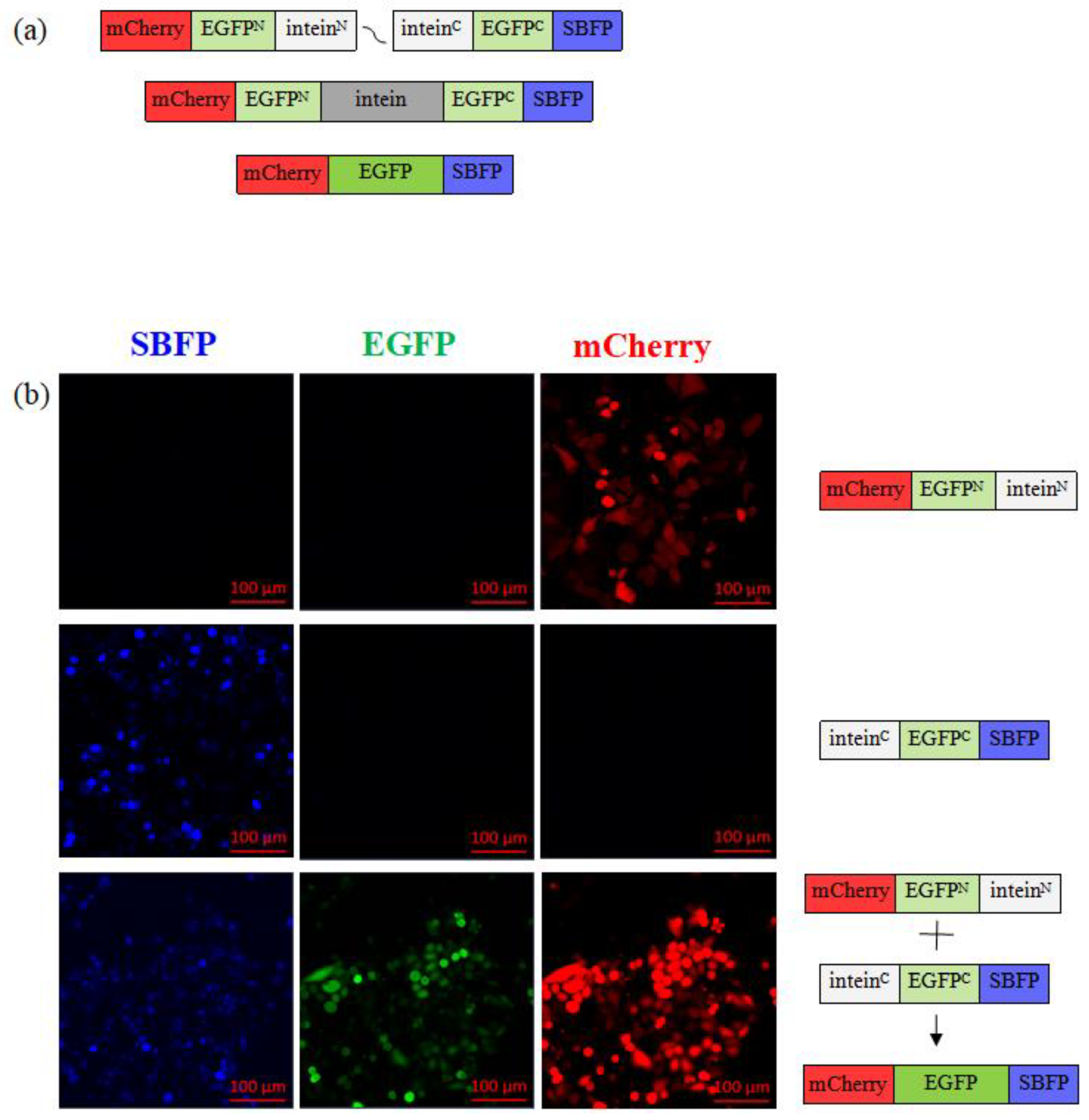 Pharmaceutics 16 00617 g002
