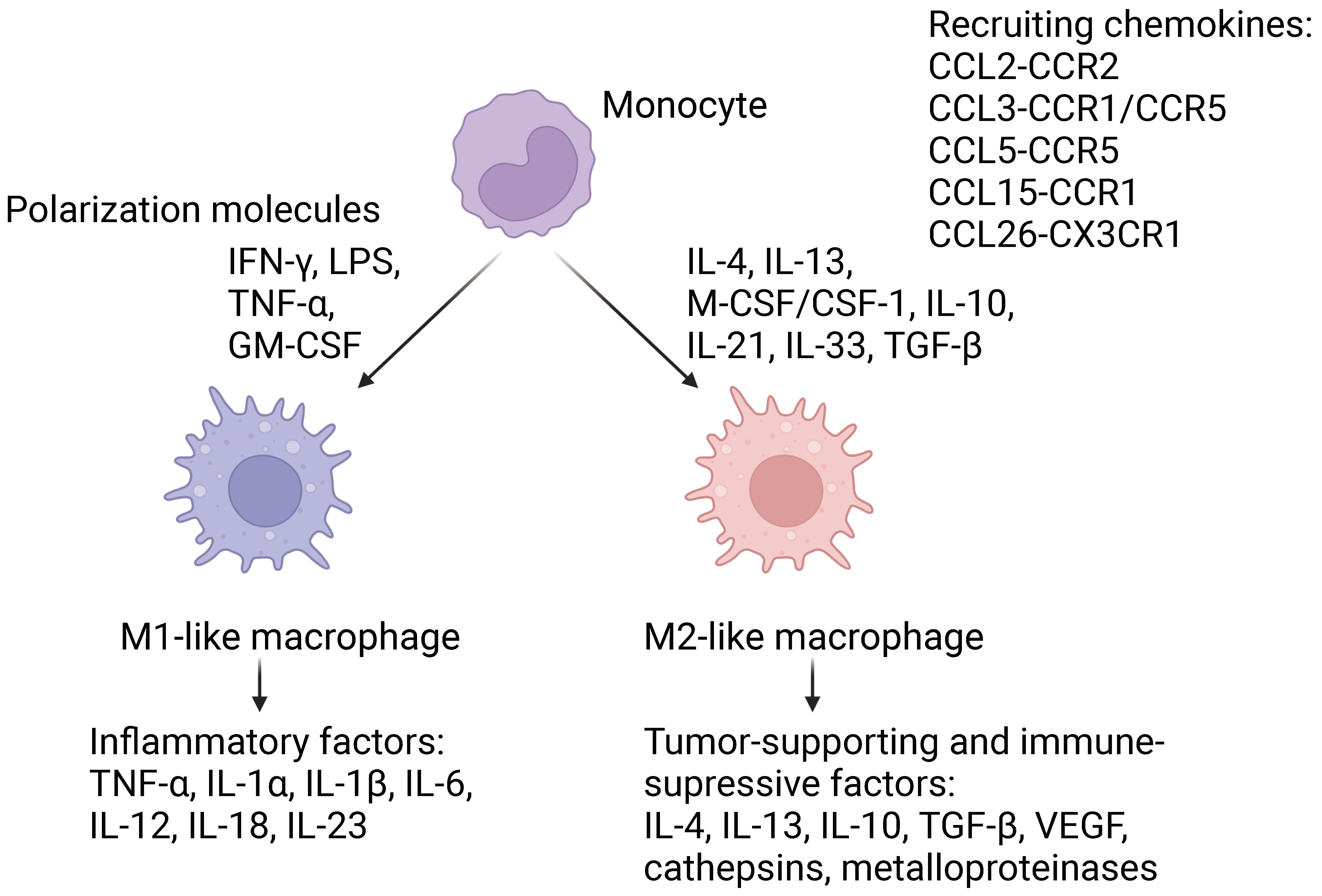 Pharmaceutics 16 00636 g001