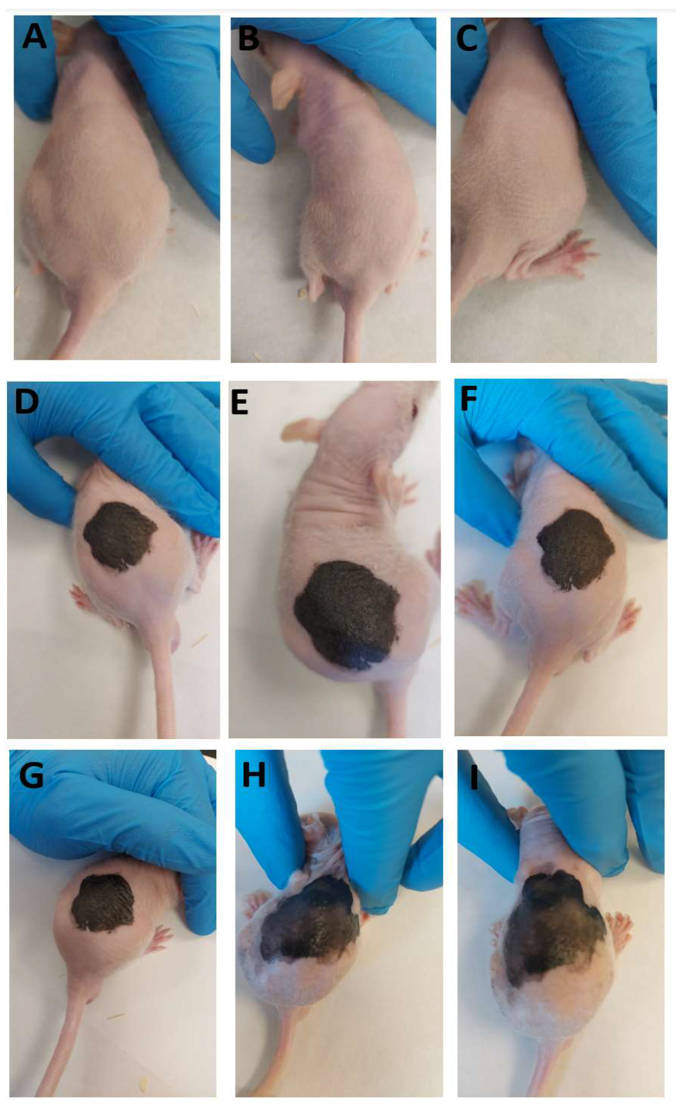 Pharmaceutics 16 00643 g003