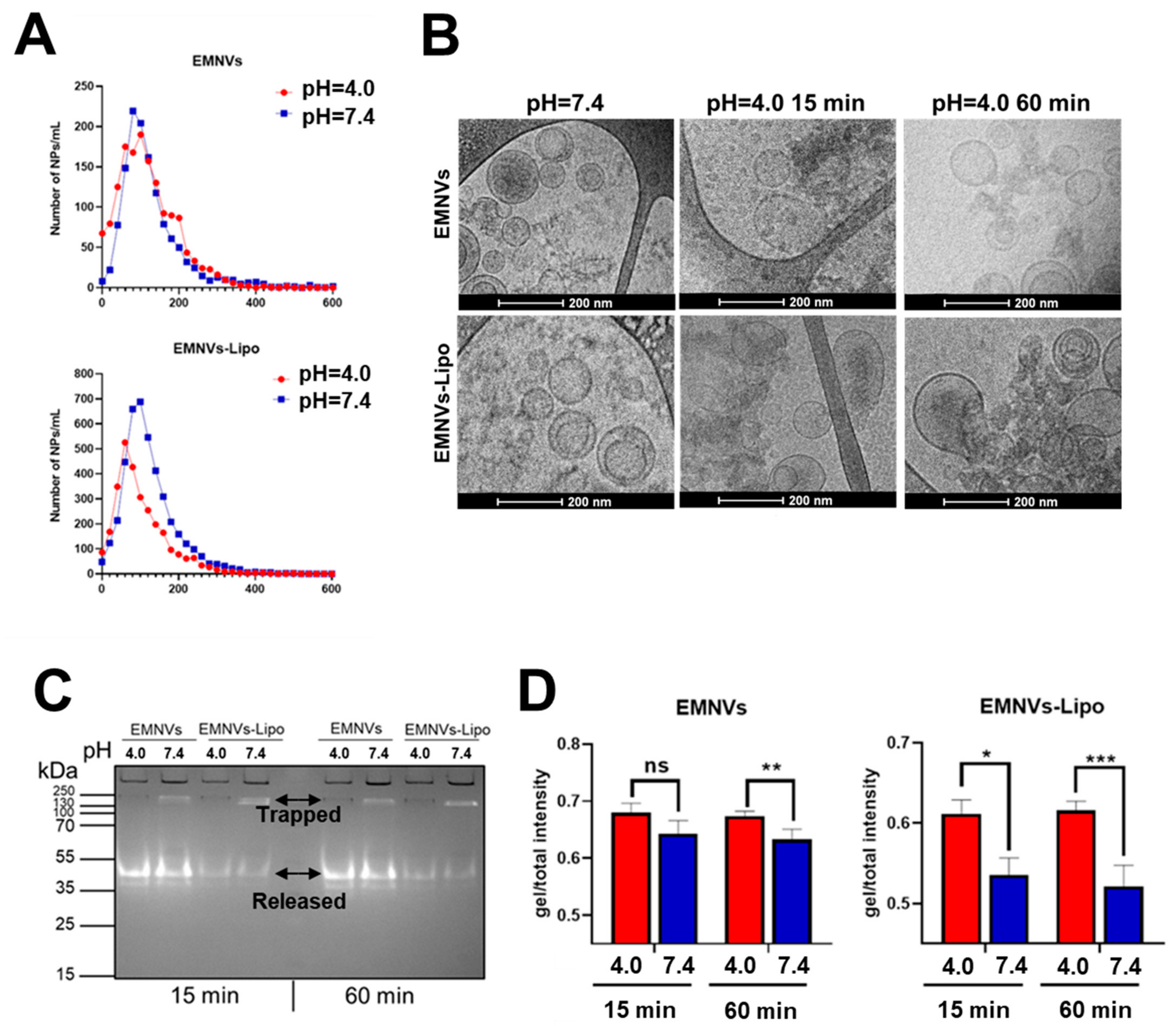 Pharmaceutics 16 00667 g006