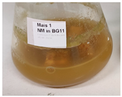 Phycology 03 00032 i002