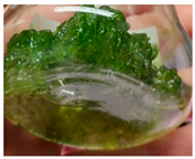 Phycology 03 00032 i004